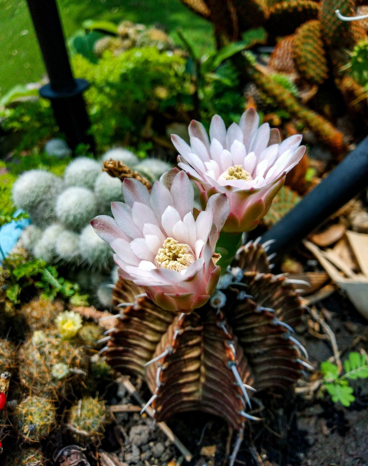 White flower cactus in full bloom outdoors on a sunny day Stock Free