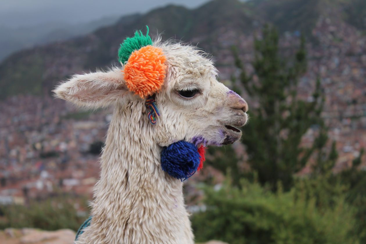 Alpaca in Cusco Stock Free