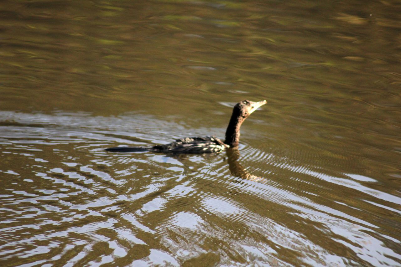 Duck Swimming Lake Stock Free