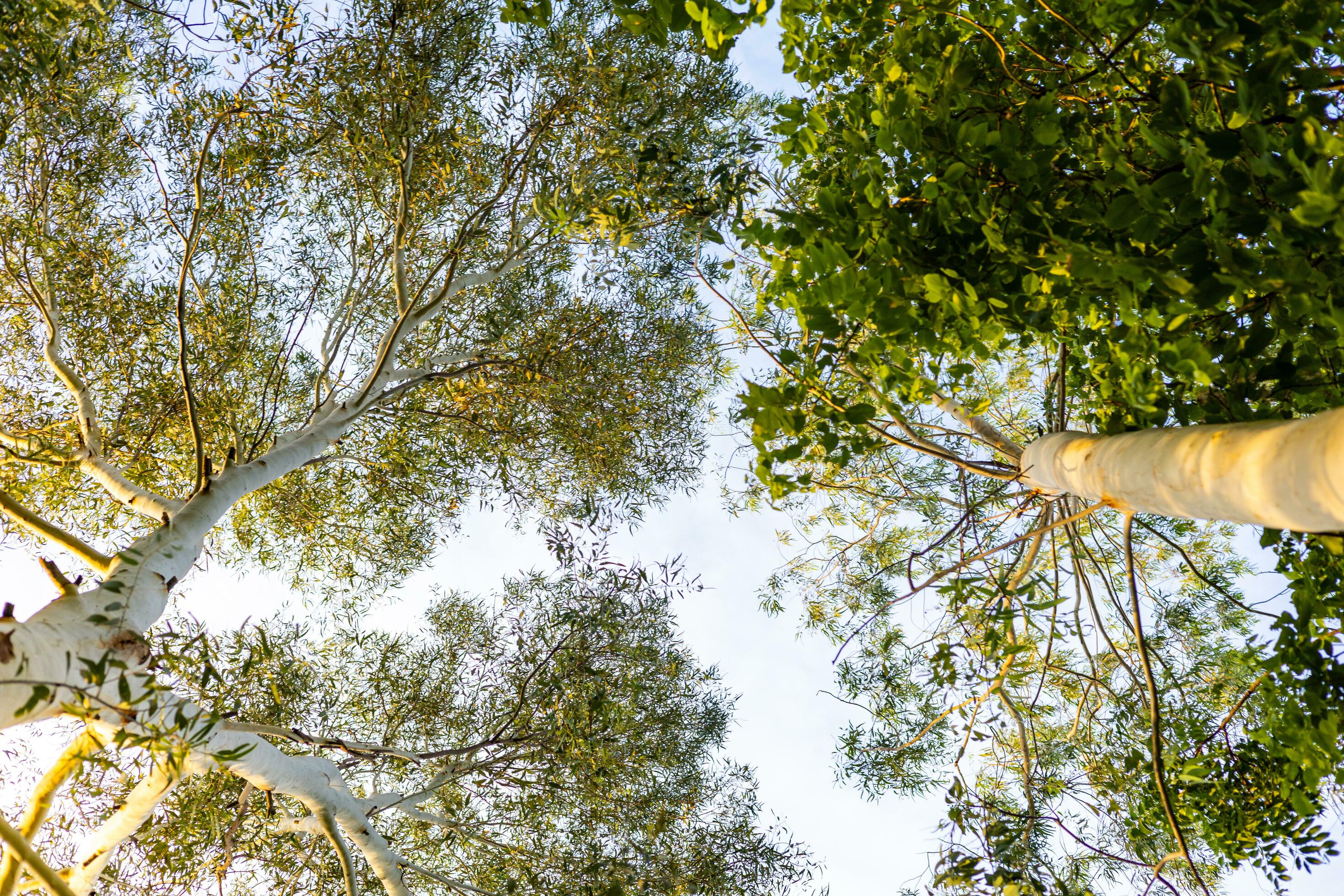 tall tree with branches and green leaves Lots of trees with fresh green leaves and sunlight. Forest nature blue sky background in bottom view Stock Free