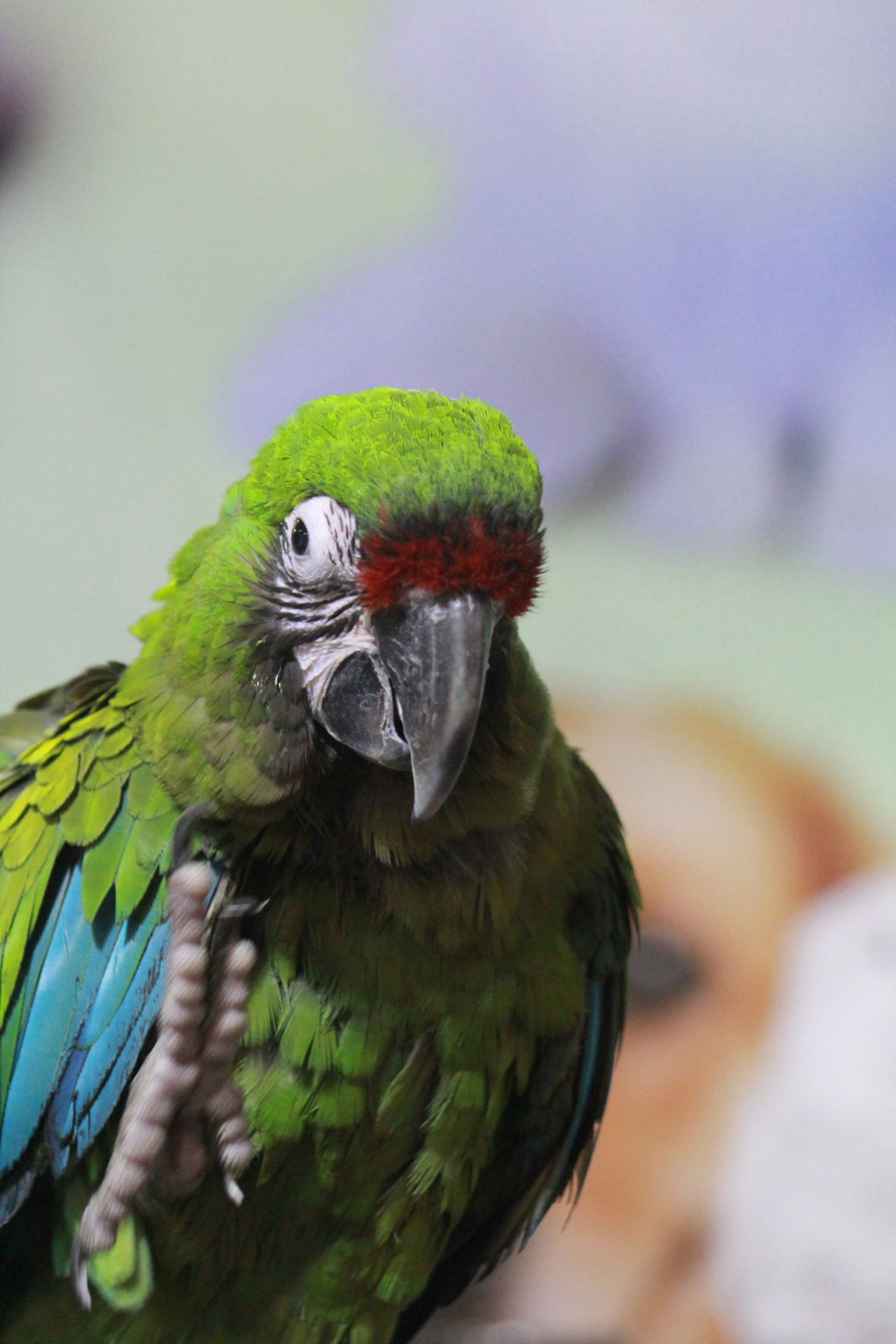 Green Parrot Bird Show Stock Free