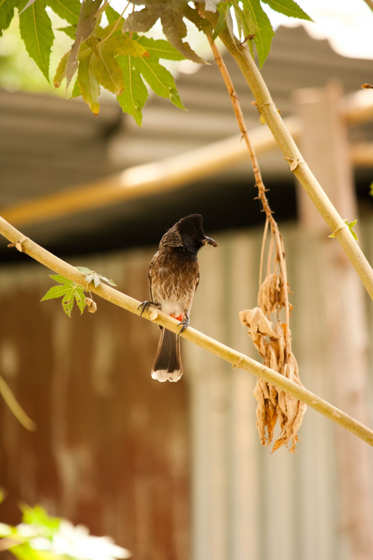 Bulbul Birds Stock Free