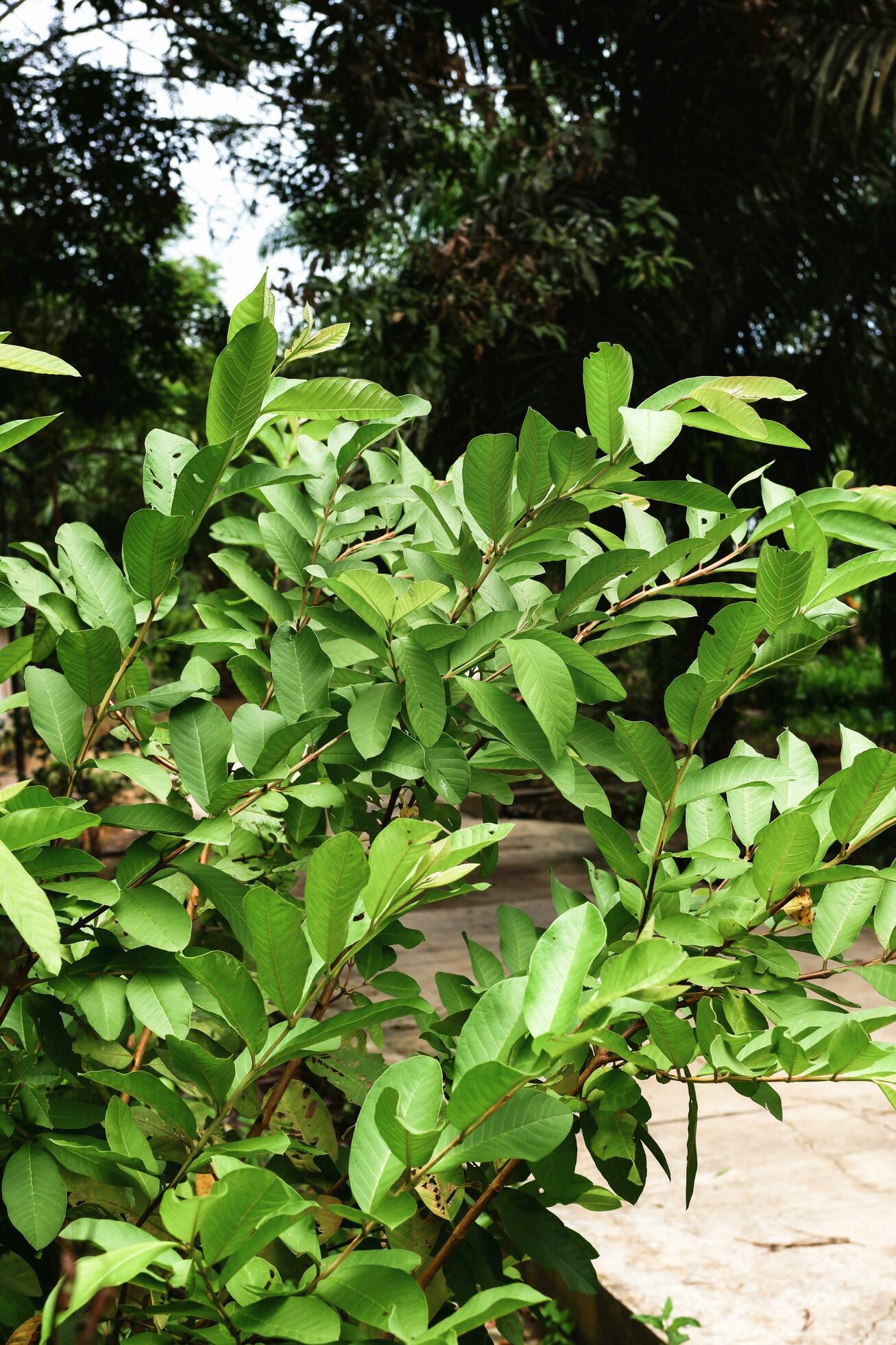 guava tree plant with its dense leaves against a natural background Stock Free