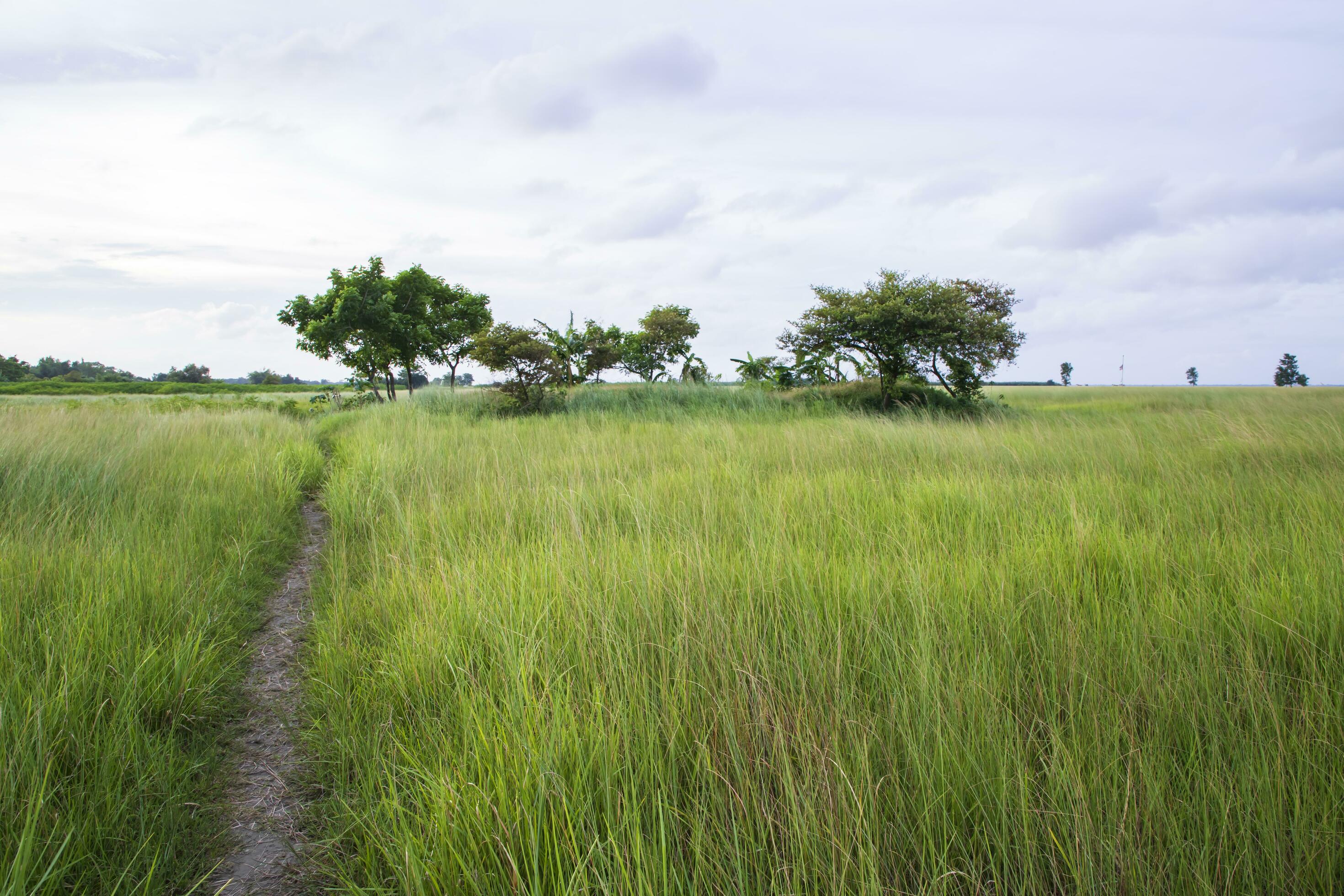 Natural Landscape view of green grass field with blue sky Stock Free