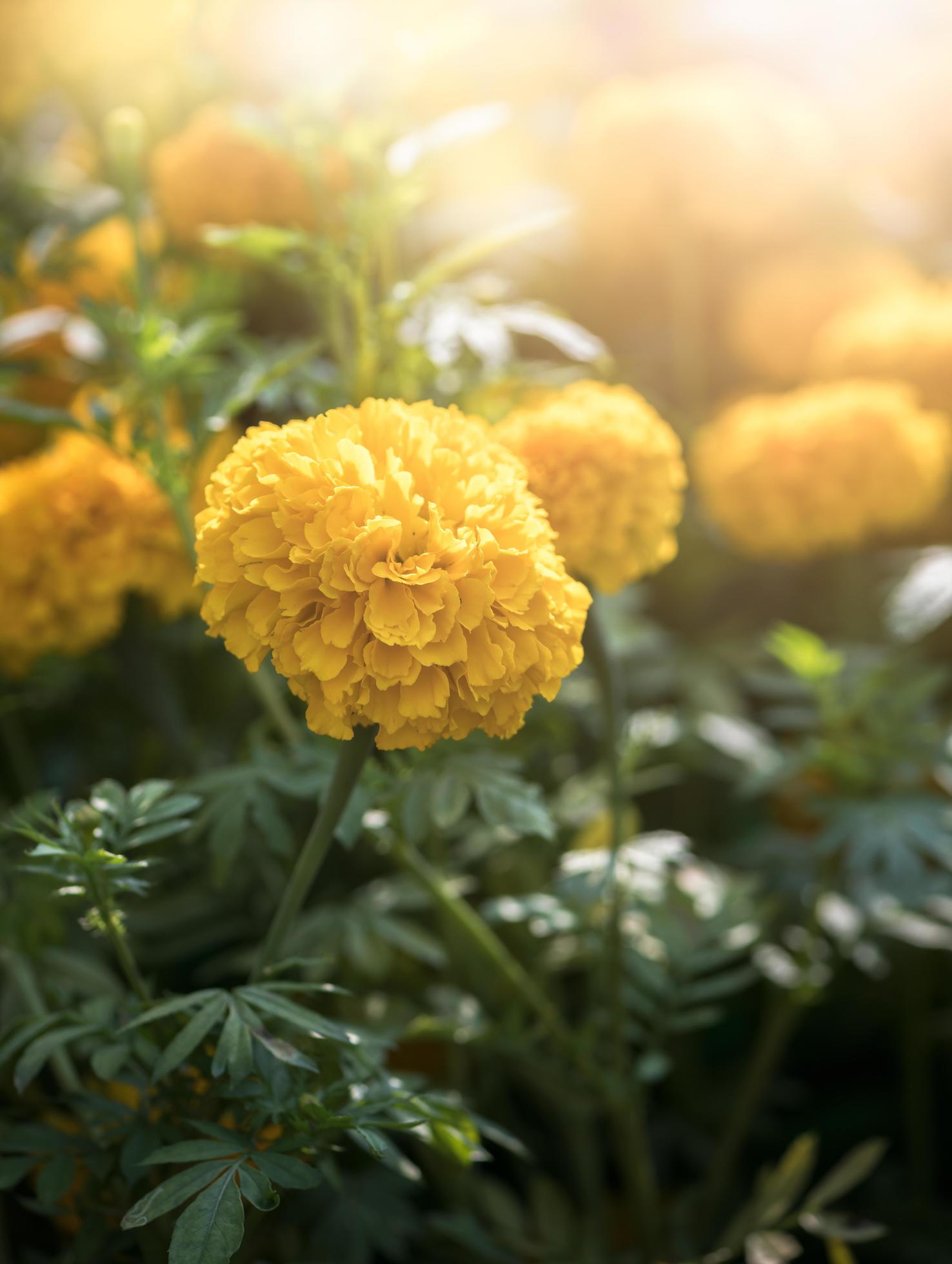 Beautiful marigold flower with sun light, Stock Free