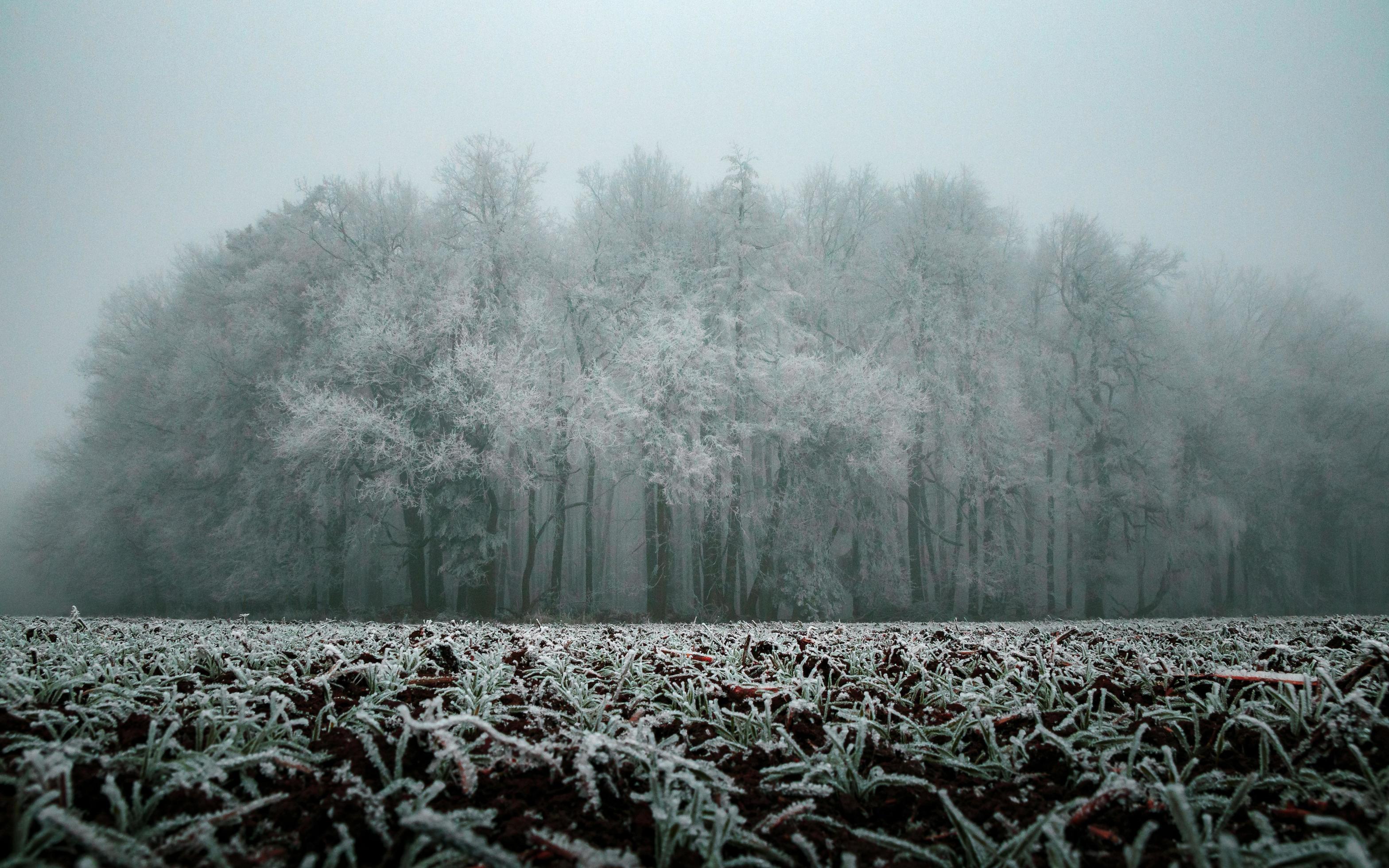 Frozen trees in winter Stock Free