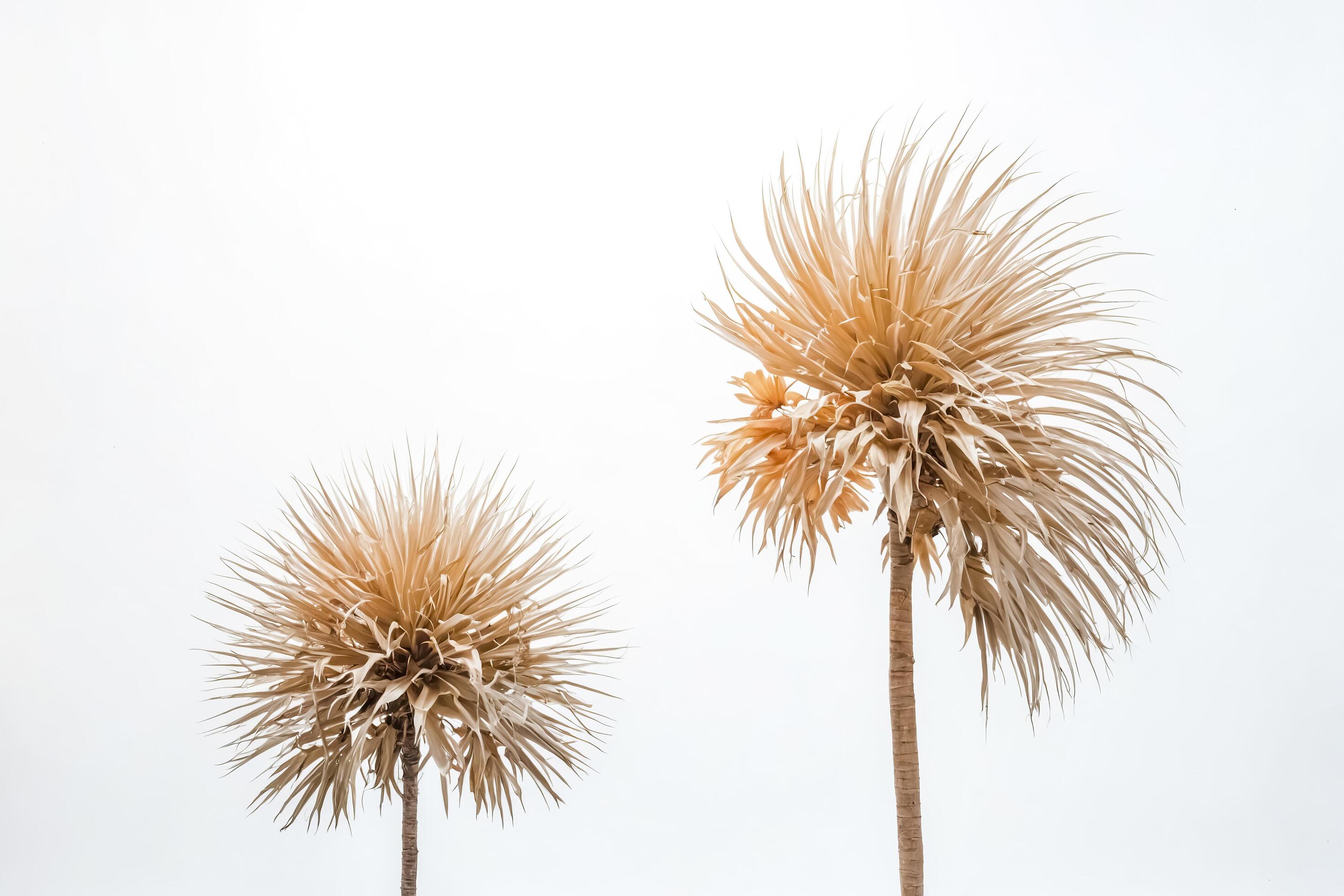 Two Dried Palm Trees Against White Background Stock Free