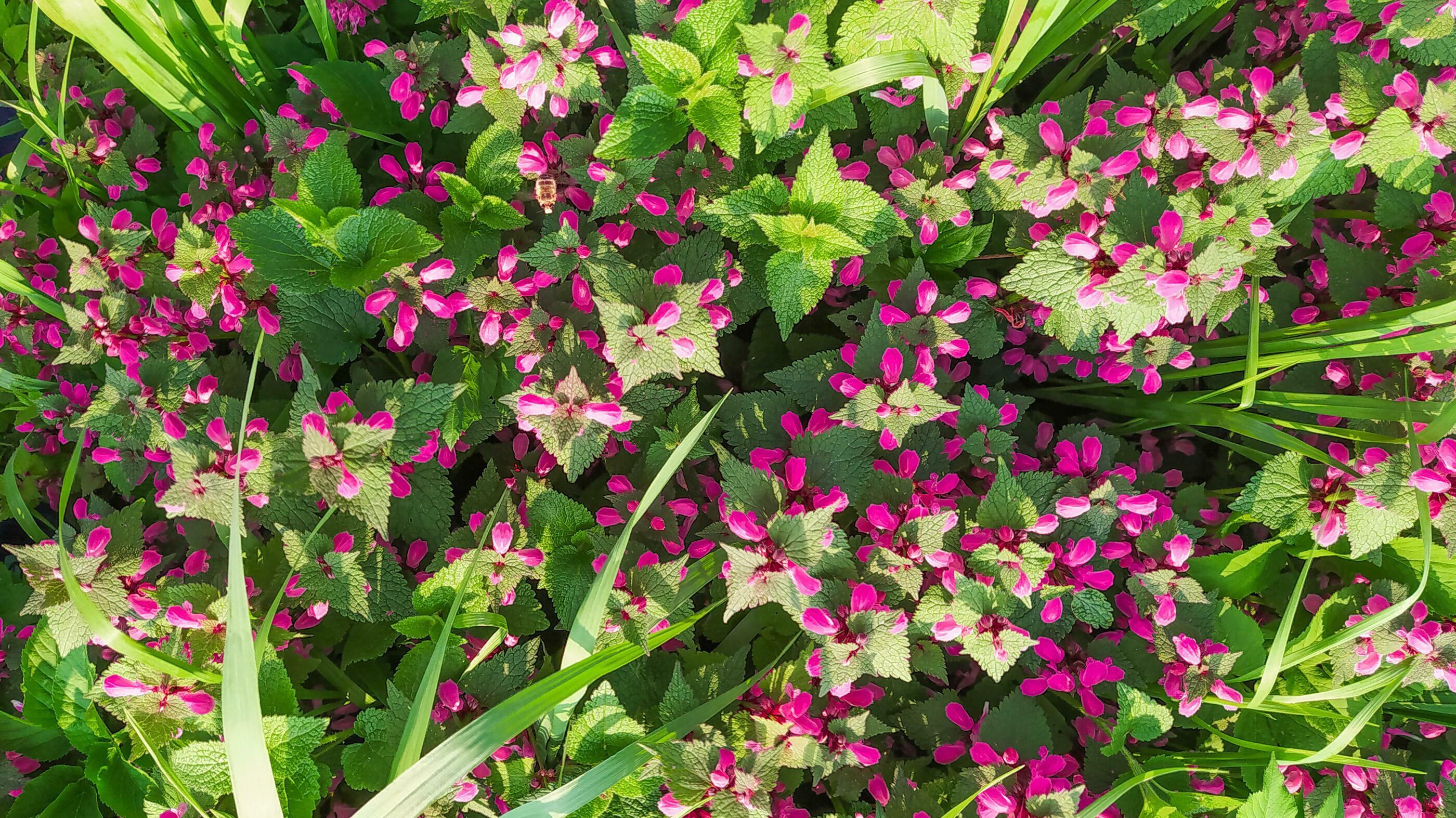 Pink flowers of spotted nettle Lamium maculatum. Medicinal plants in the garden. Purple flowering plants gather on a summer day. Horizontal frame. Stock Free