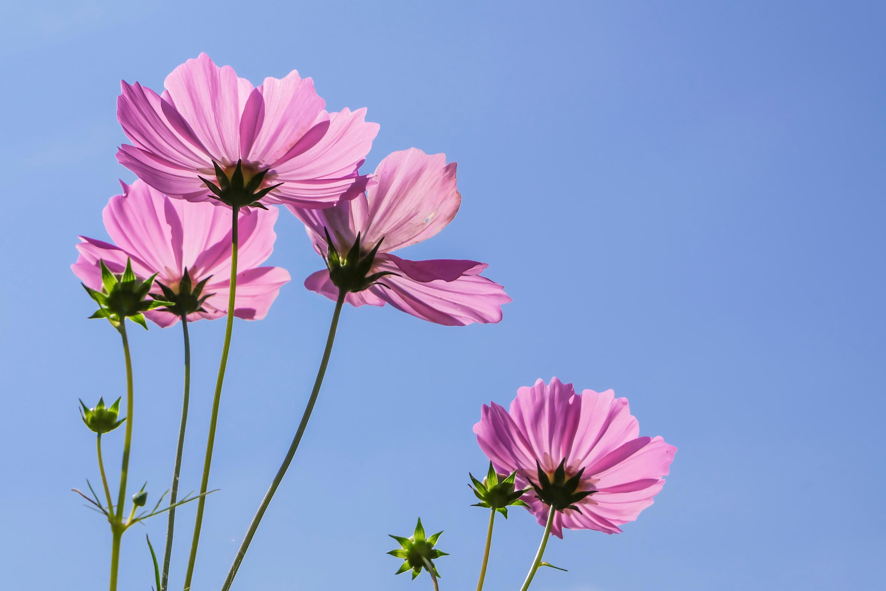 Low Angle View Of pink cosmos Flowering Plants Against Blue Sky Stock Free