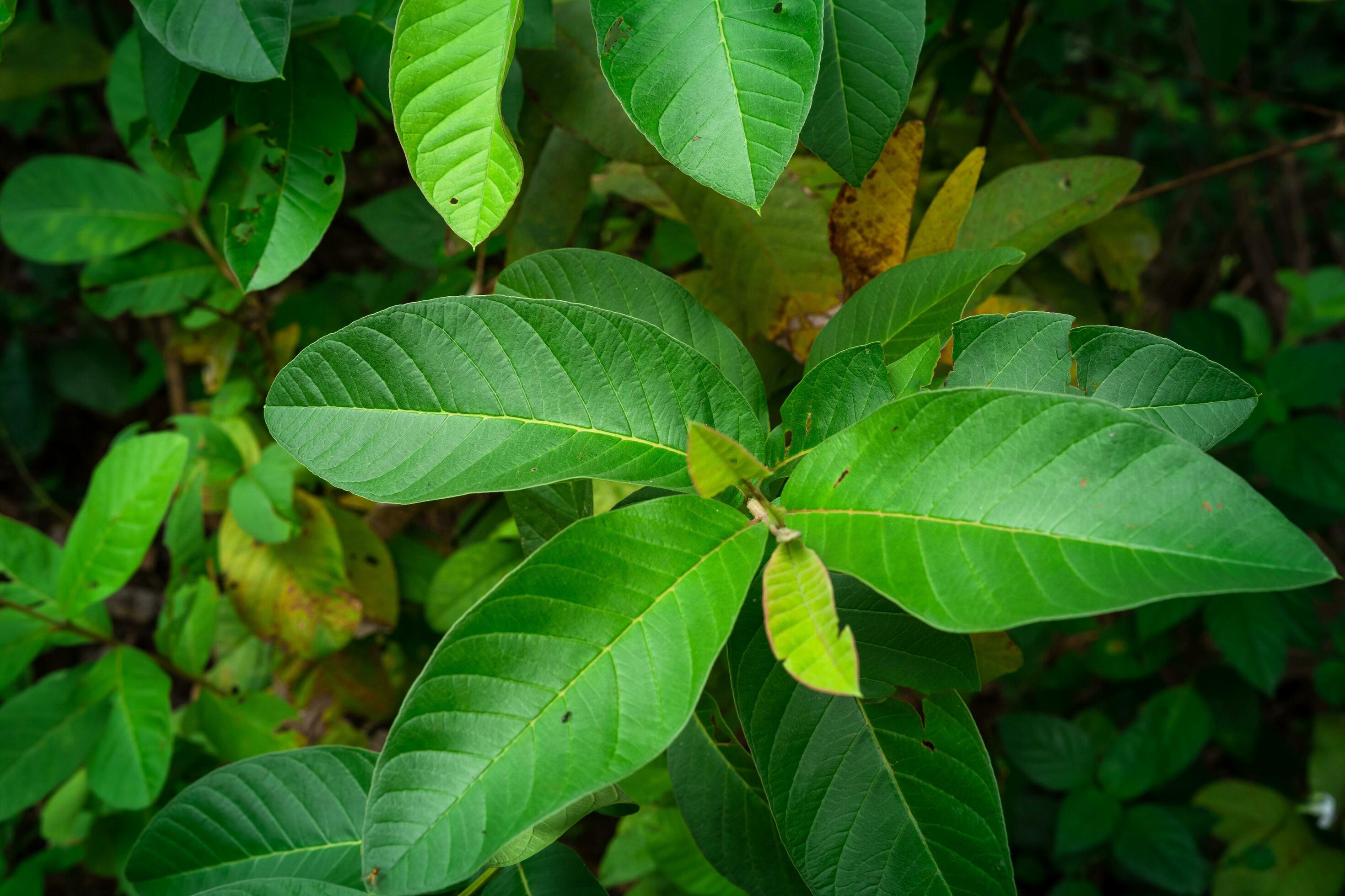 
									guava tree plant with its dense leaves against a natural background Stock Free