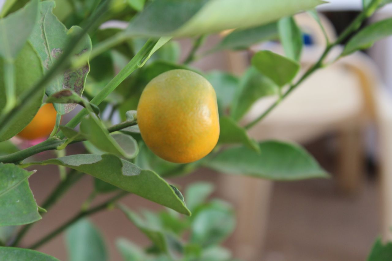 Orange Fruit Plant Garden Stock Free