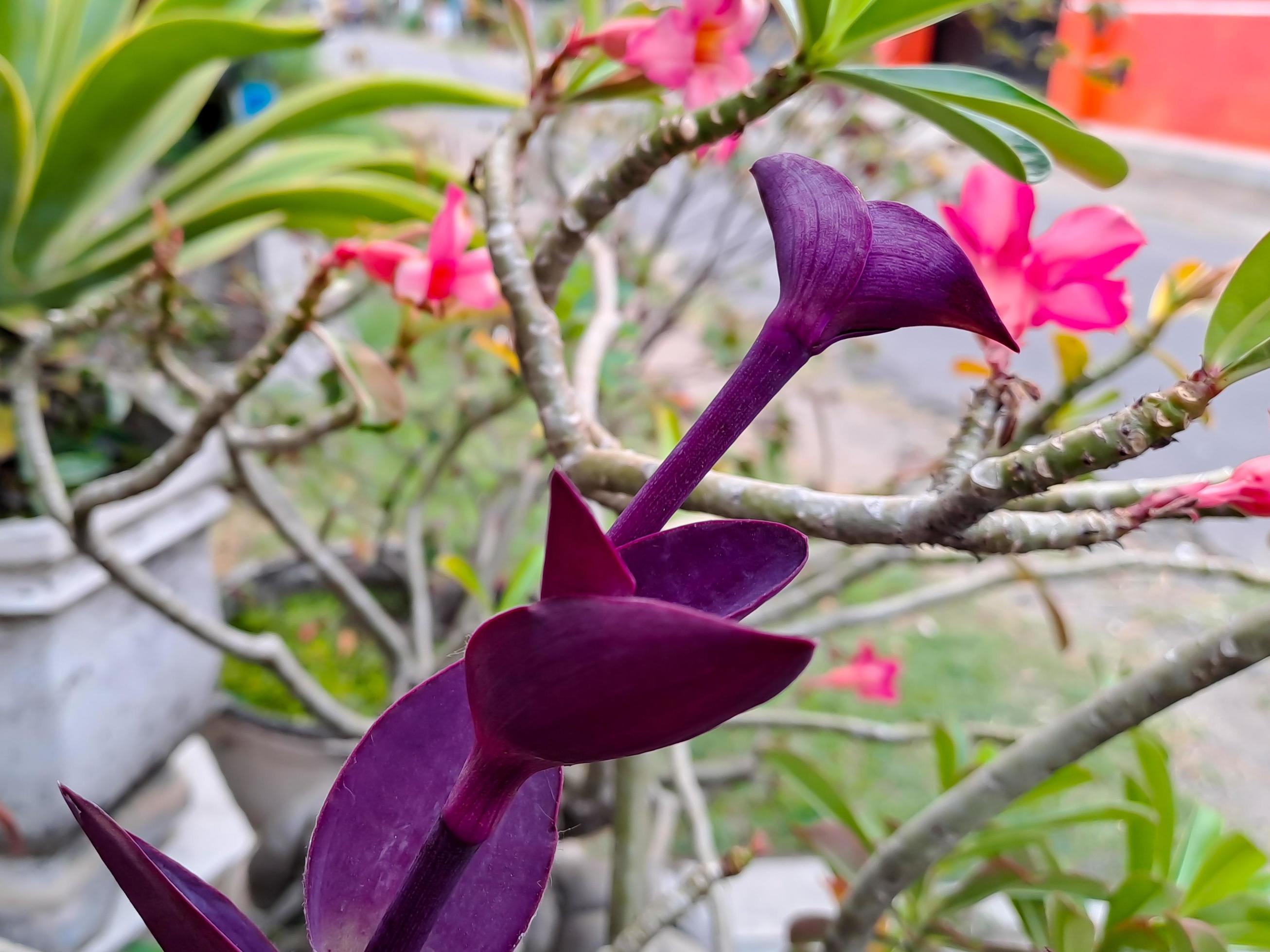 Tradescantia pallida Rose belongs to the Commelinaceae family, with the common name spider lily this plant Stock Free