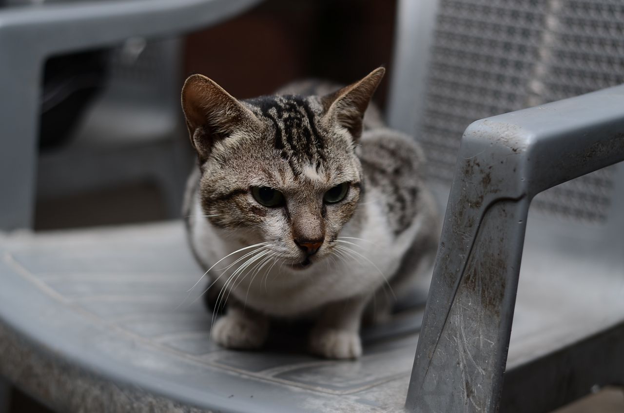 Cat Sitting On Chair Stock Free