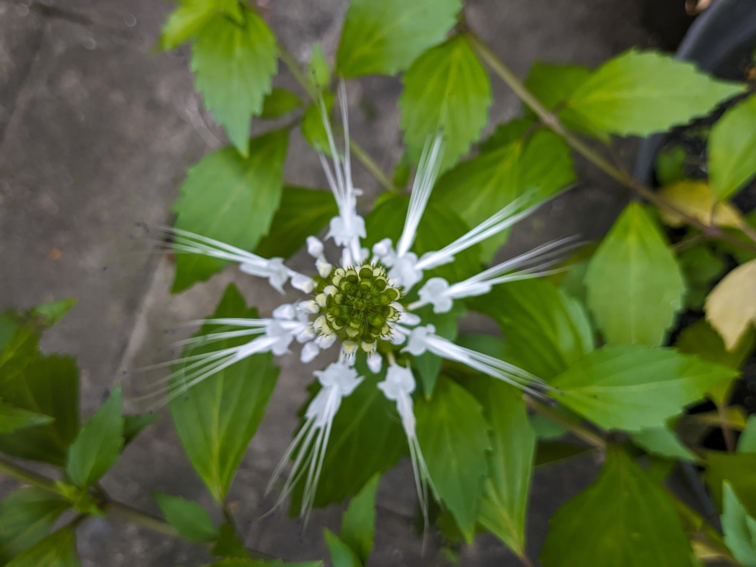 A close up of Orthosiphon aristatus flower Stock Free