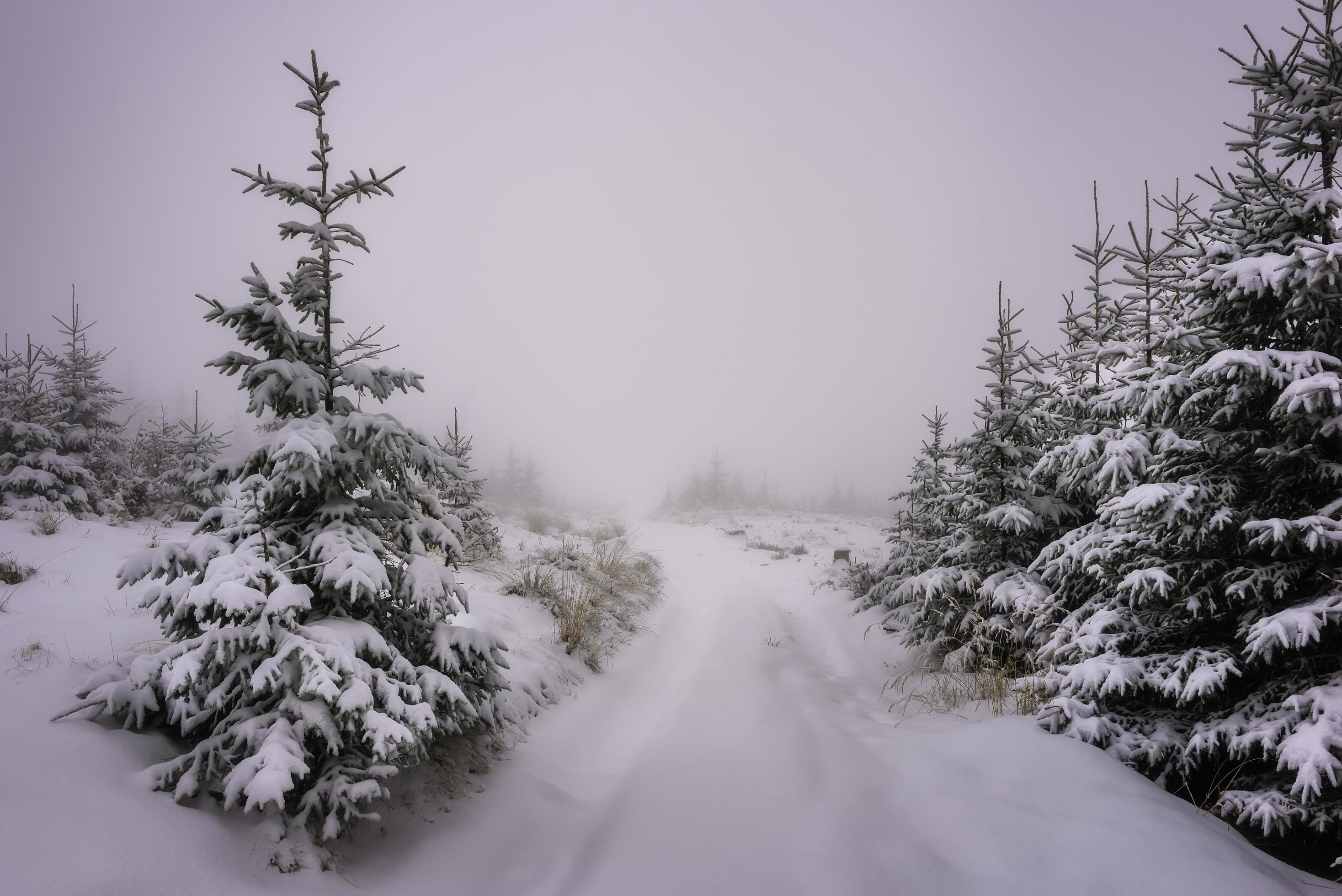 View of spruces covered with fresh snow Stock Free