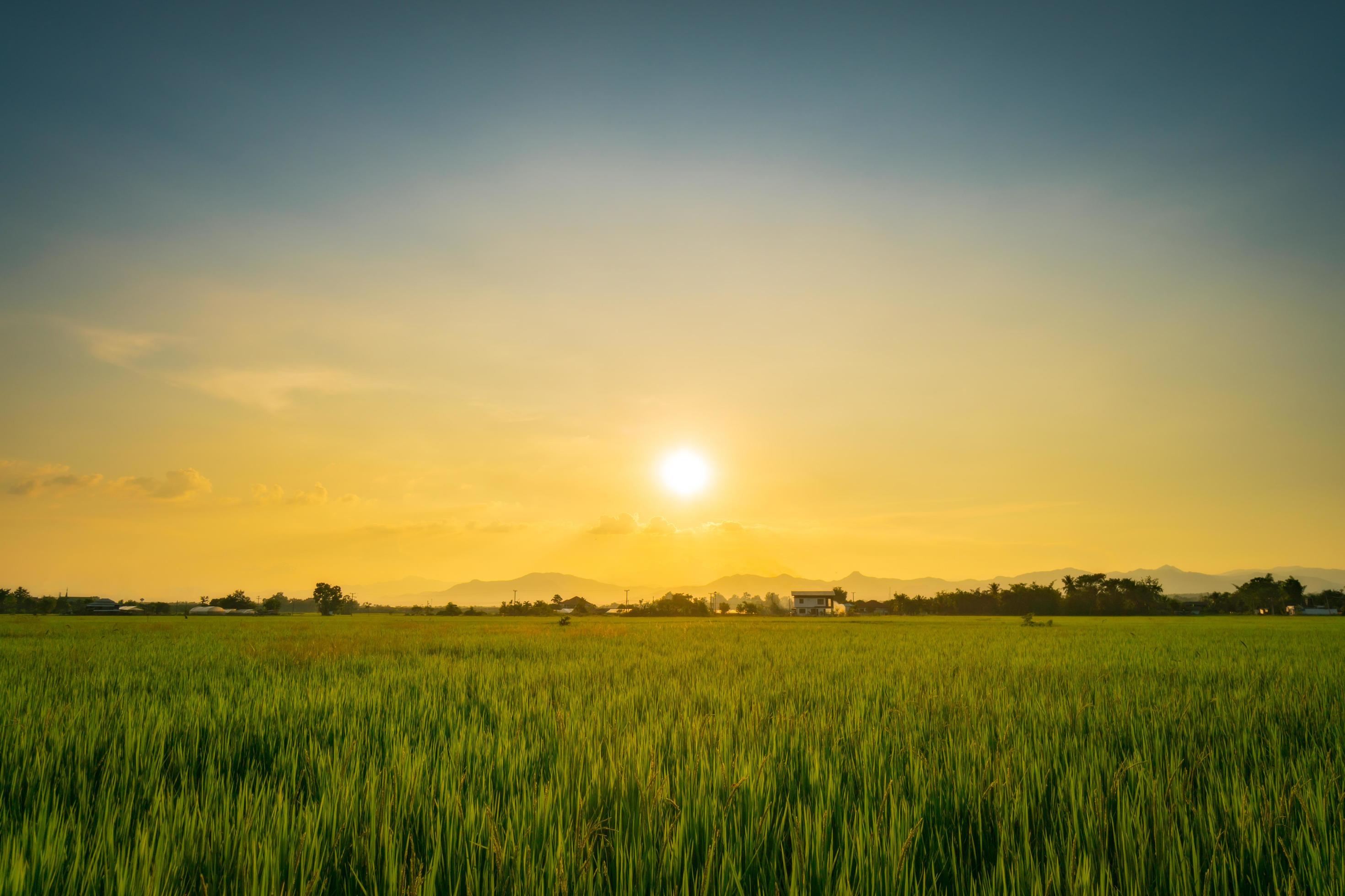 Natural scenic beautiful sunset and rice field agricultural background Stock Free