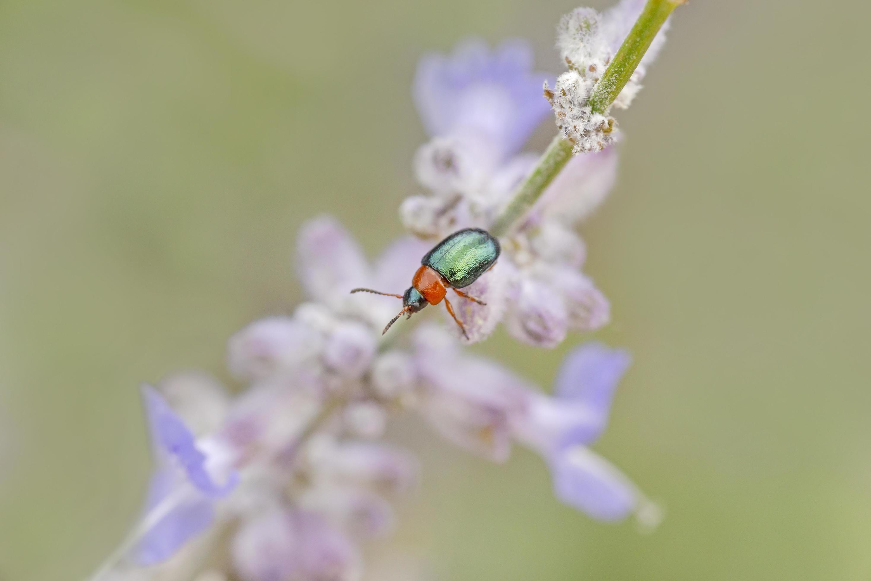 green leaf beetle sitting on violet flowering plant Stock Free