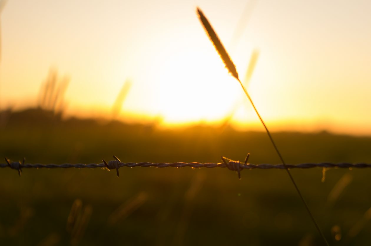 Sunny barbed wire Stock Free