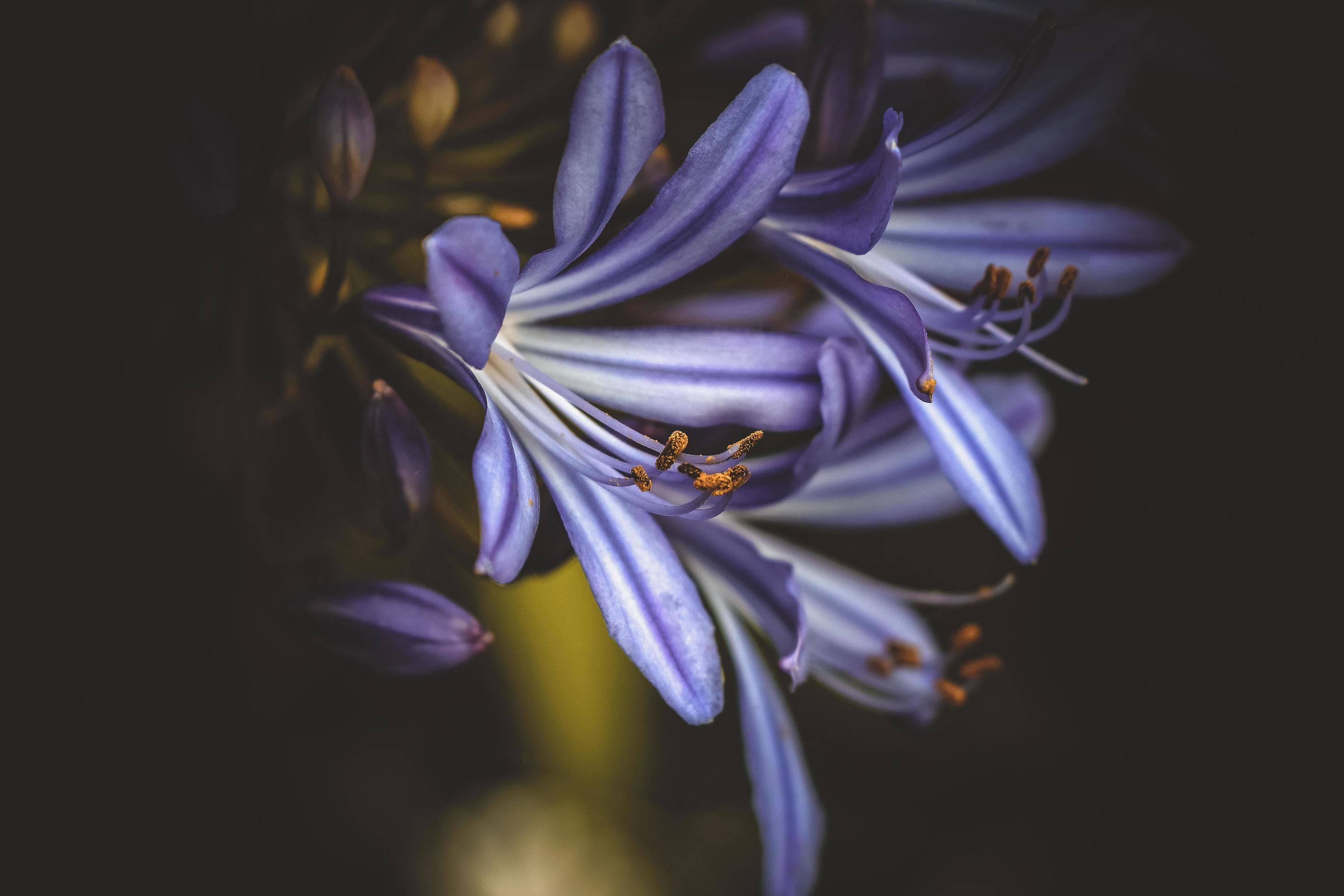 Closeup of purple flower Stock Free