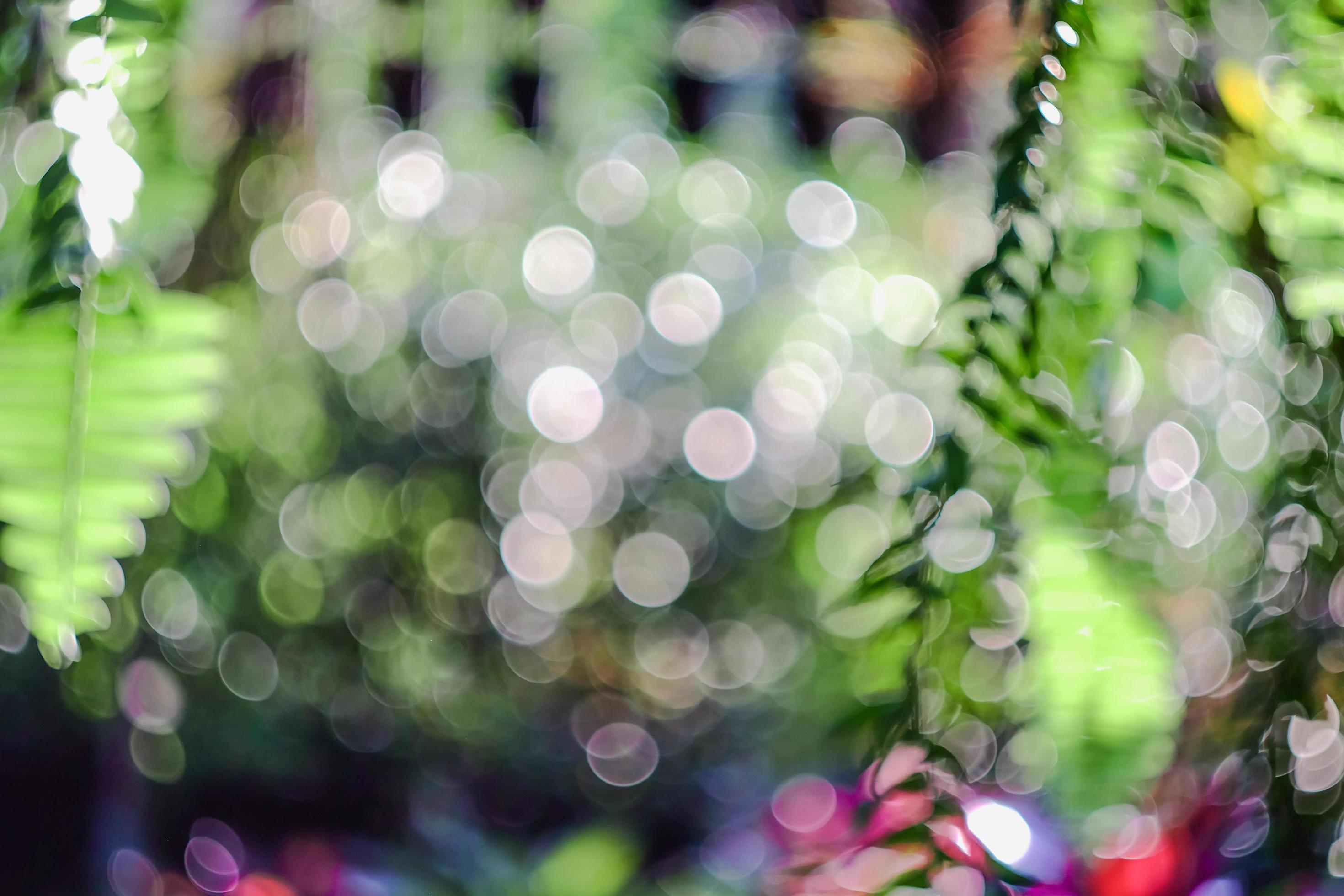 Blurry and bokeh of nature background. Stock Free