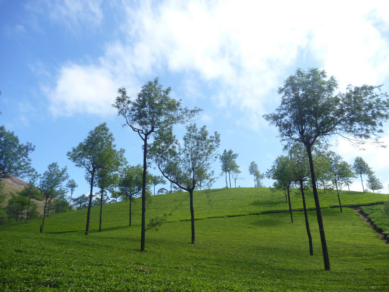 Lovely Scene Green Grass Blue Sky Stock Free