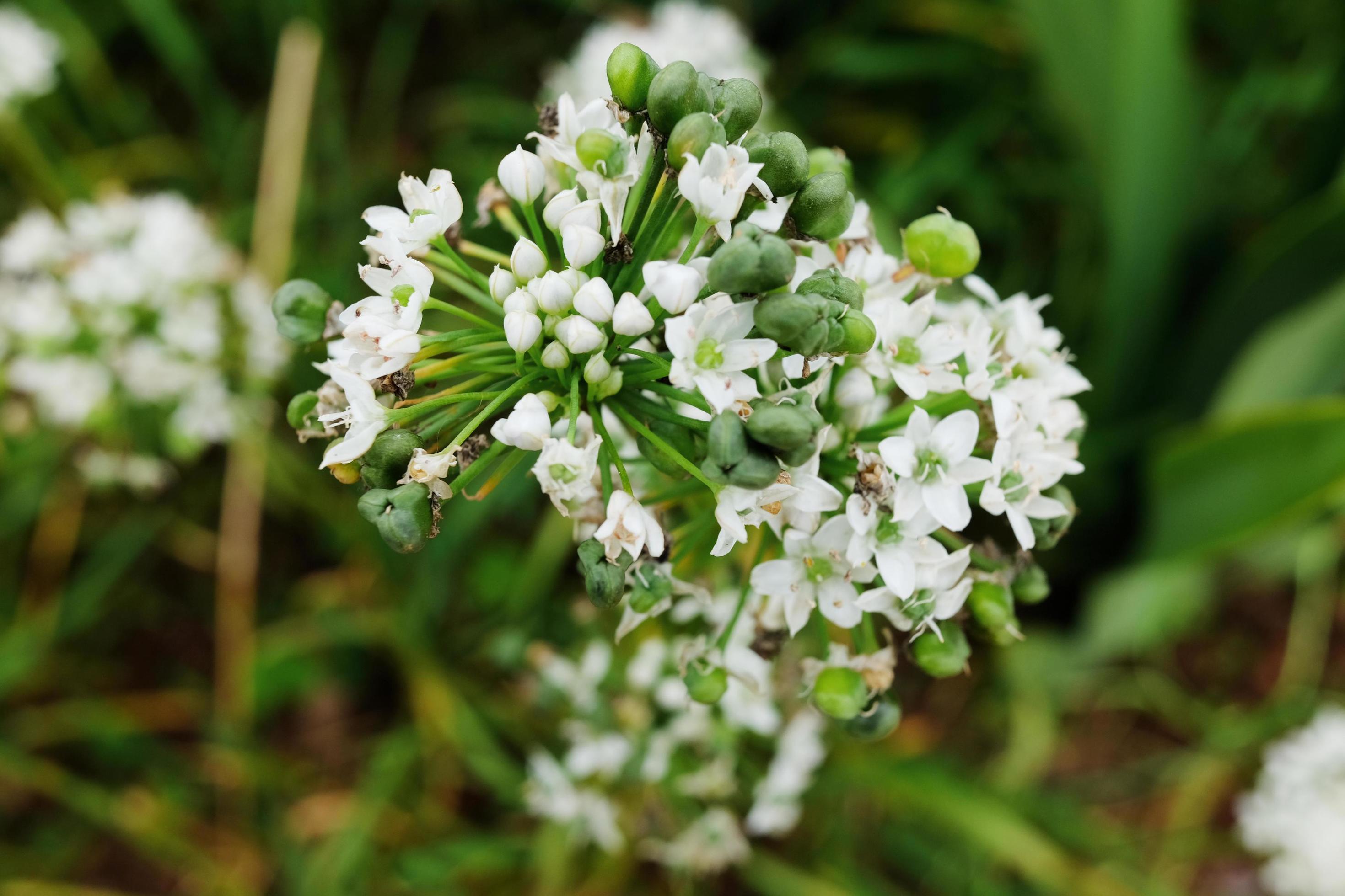 Blooming white flowers in meadow Stock Free