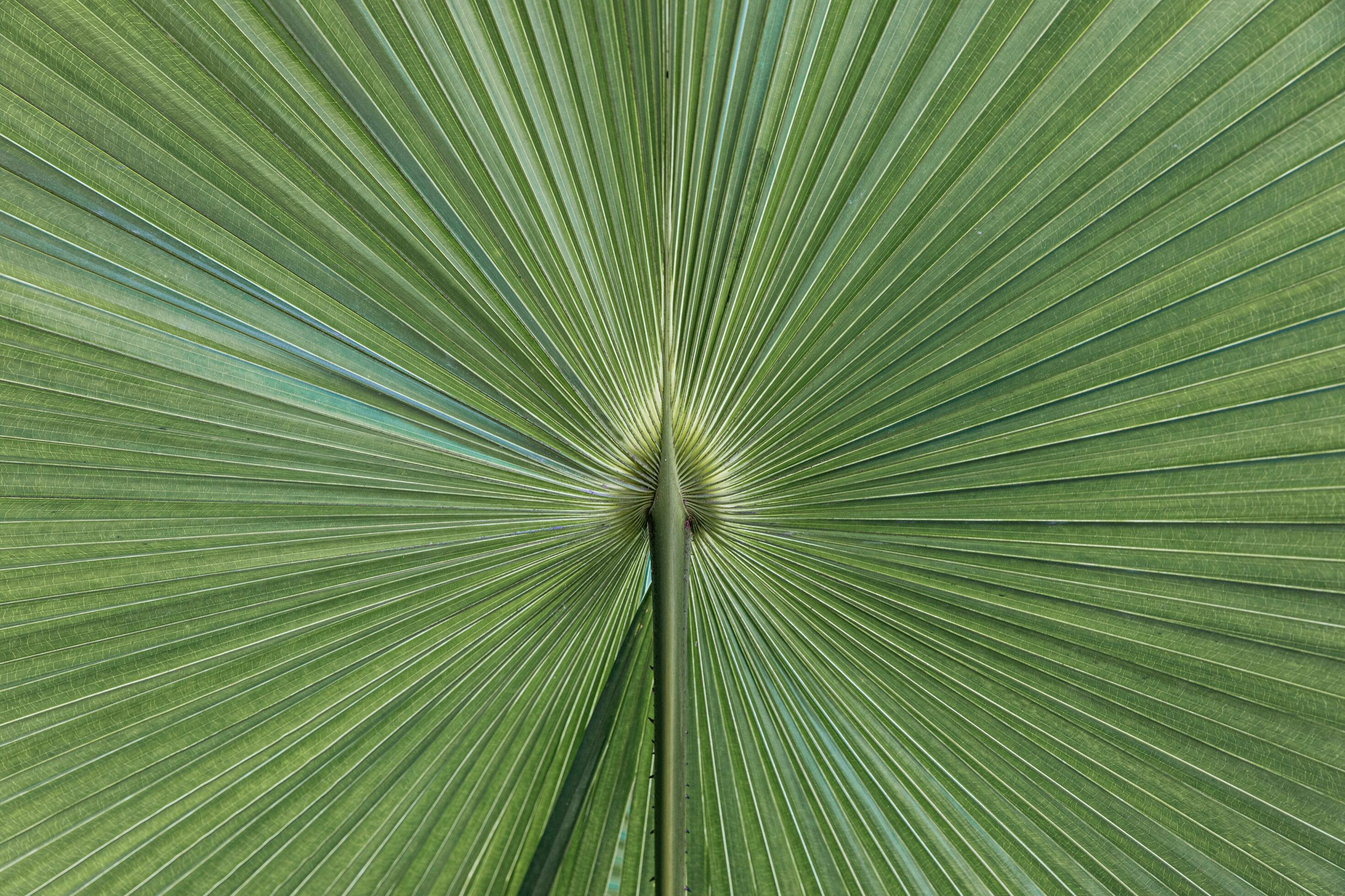 Beautiful Imperfect natural texture of plam leaf Stock Free