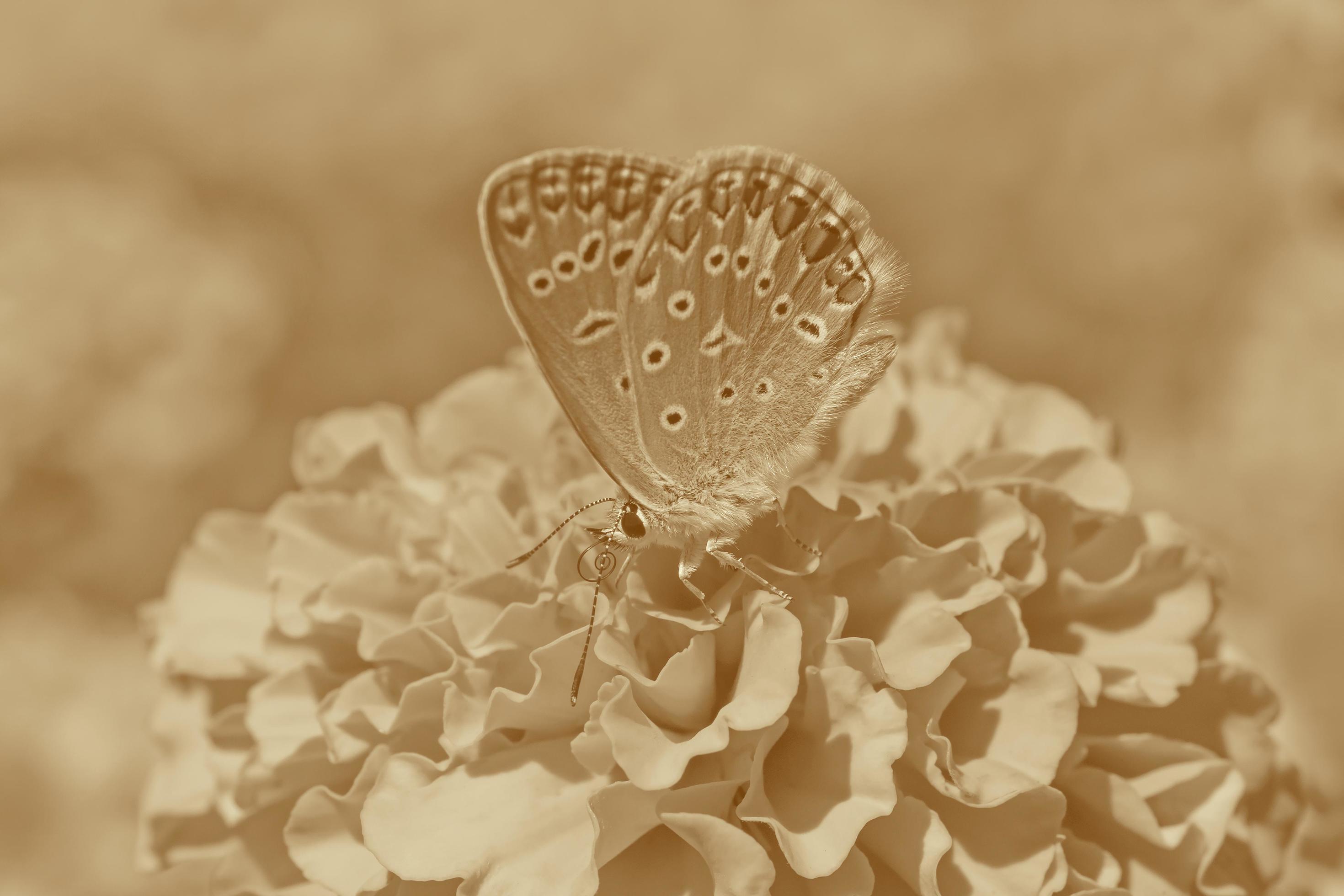 butterfly sitting on marigold flower in sepia Stock Free