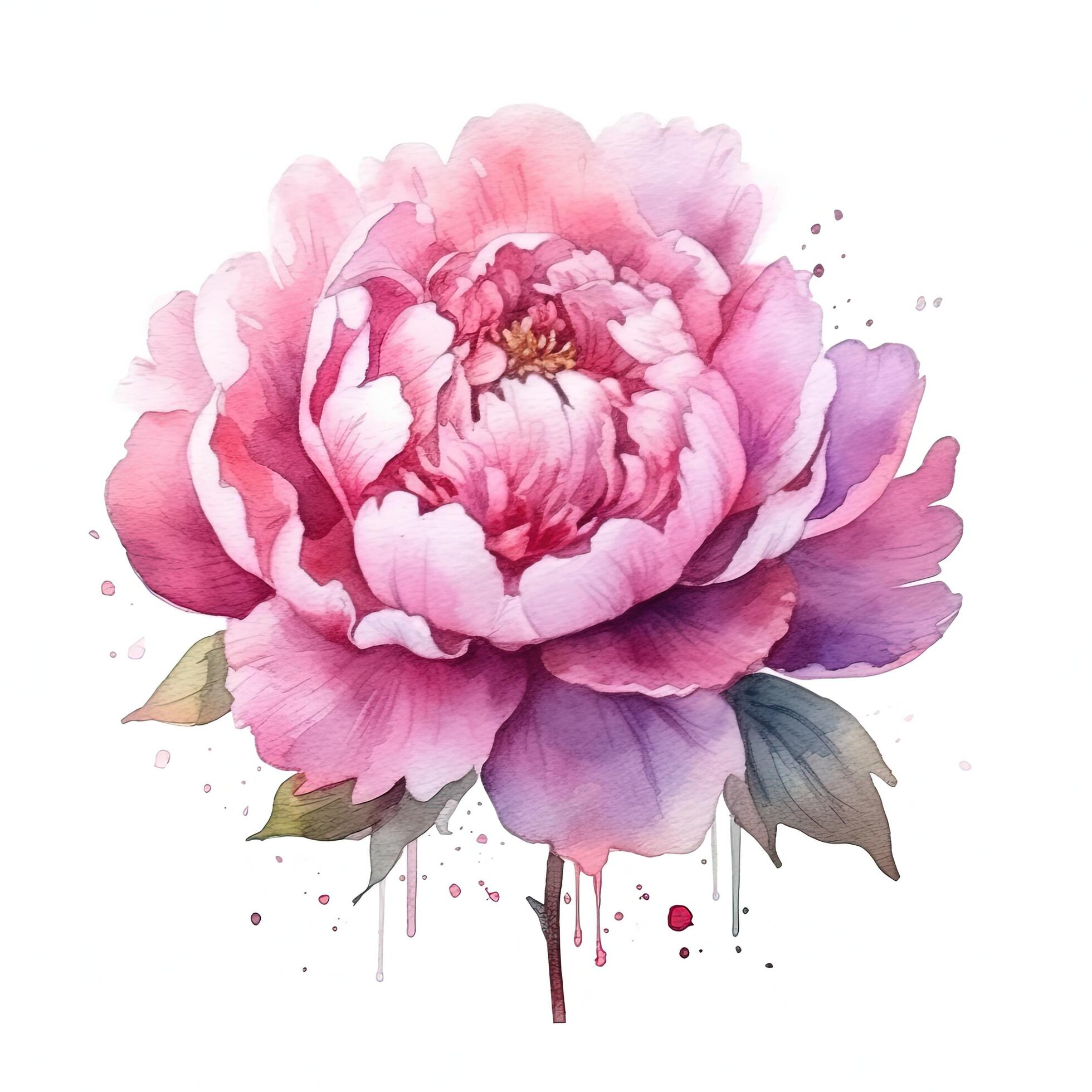 Watercolor beautiful peony flower. Illustration Stock Free