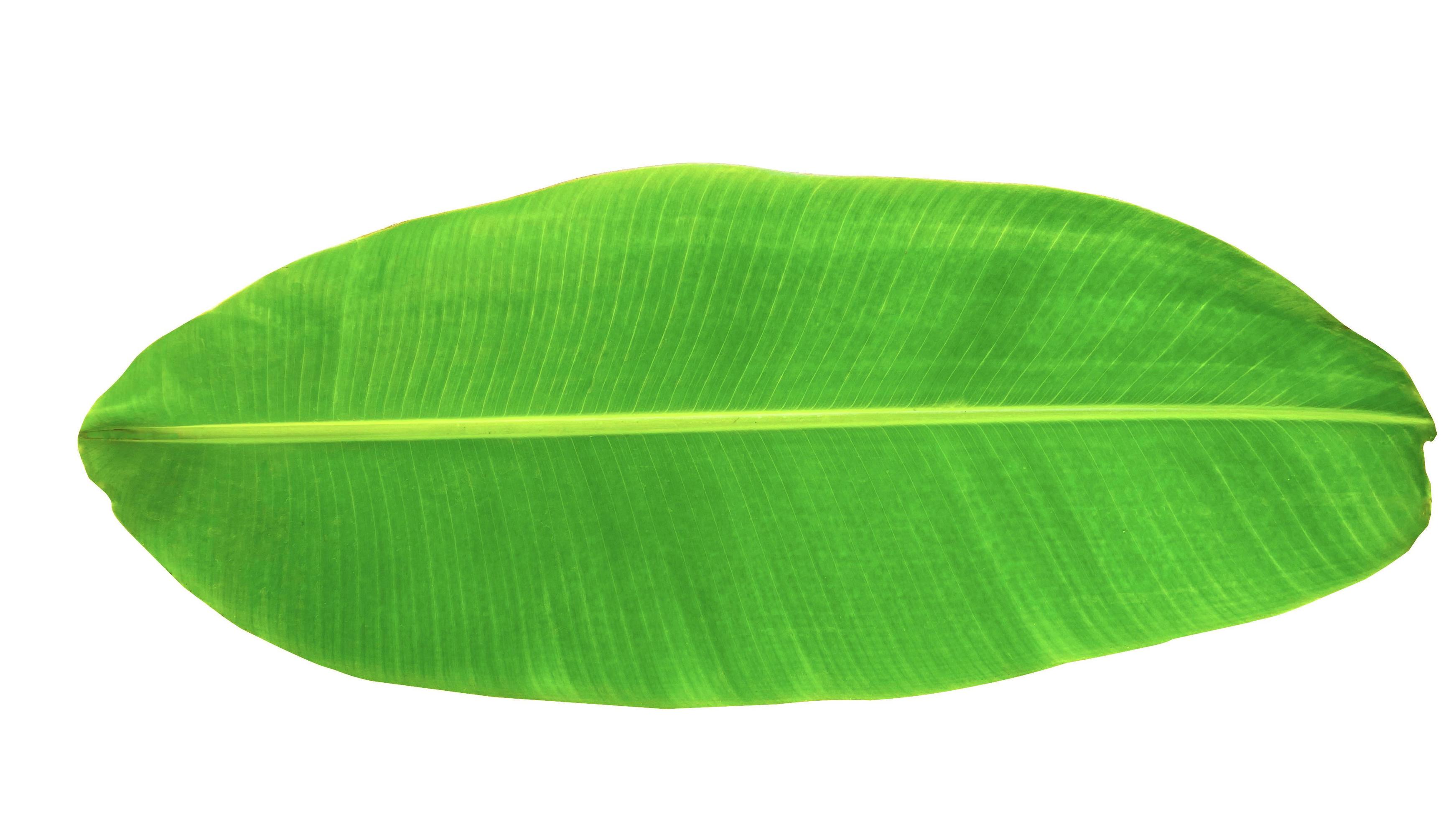 Banana leaf isolated on white background, File contains a clipping path. Concept plant family Musaceae. Stock Free