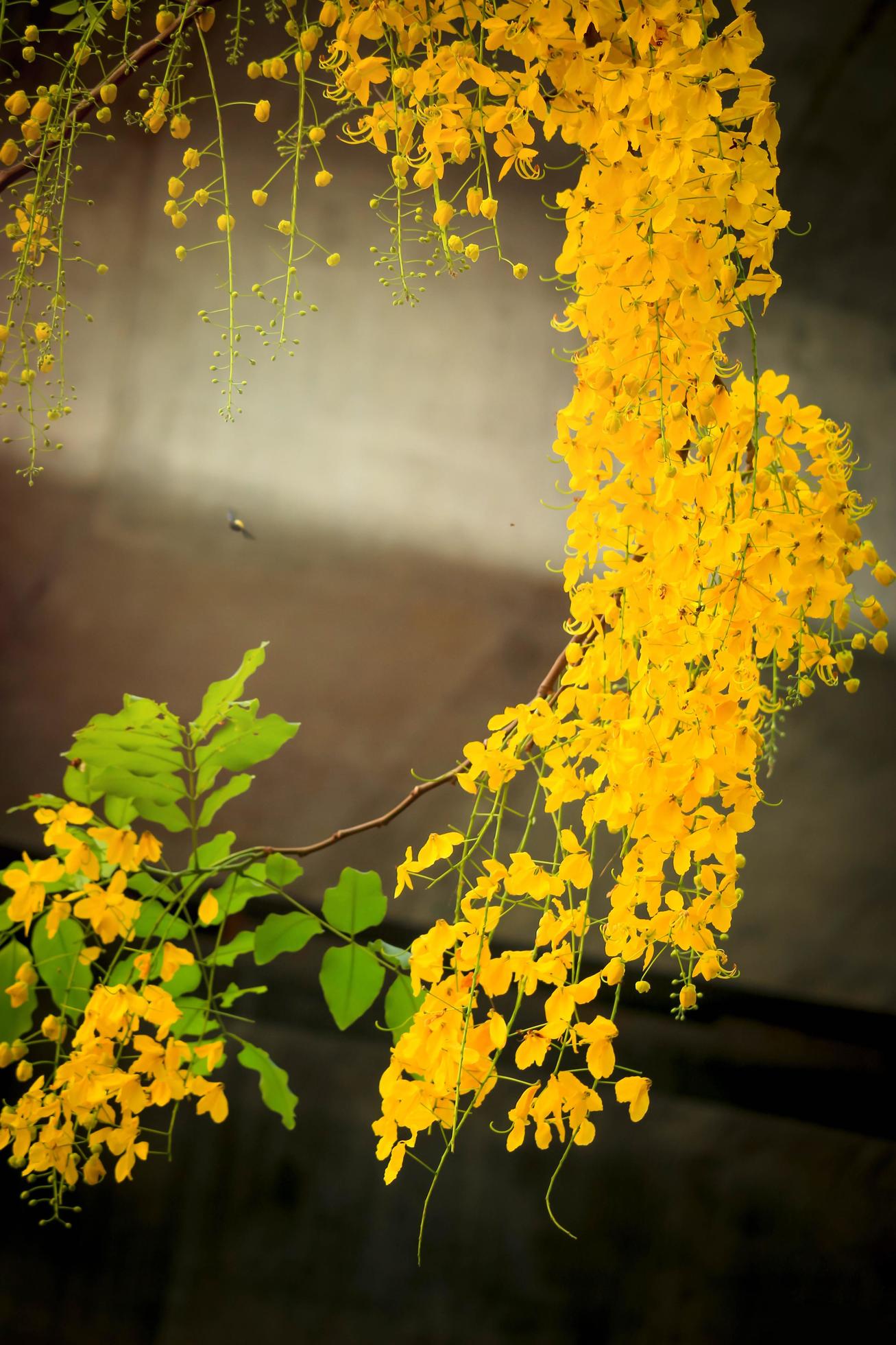 Beautiful golden shower flower Ratchaphruek, tropical yellow flower blooming in summer garden Stock Free