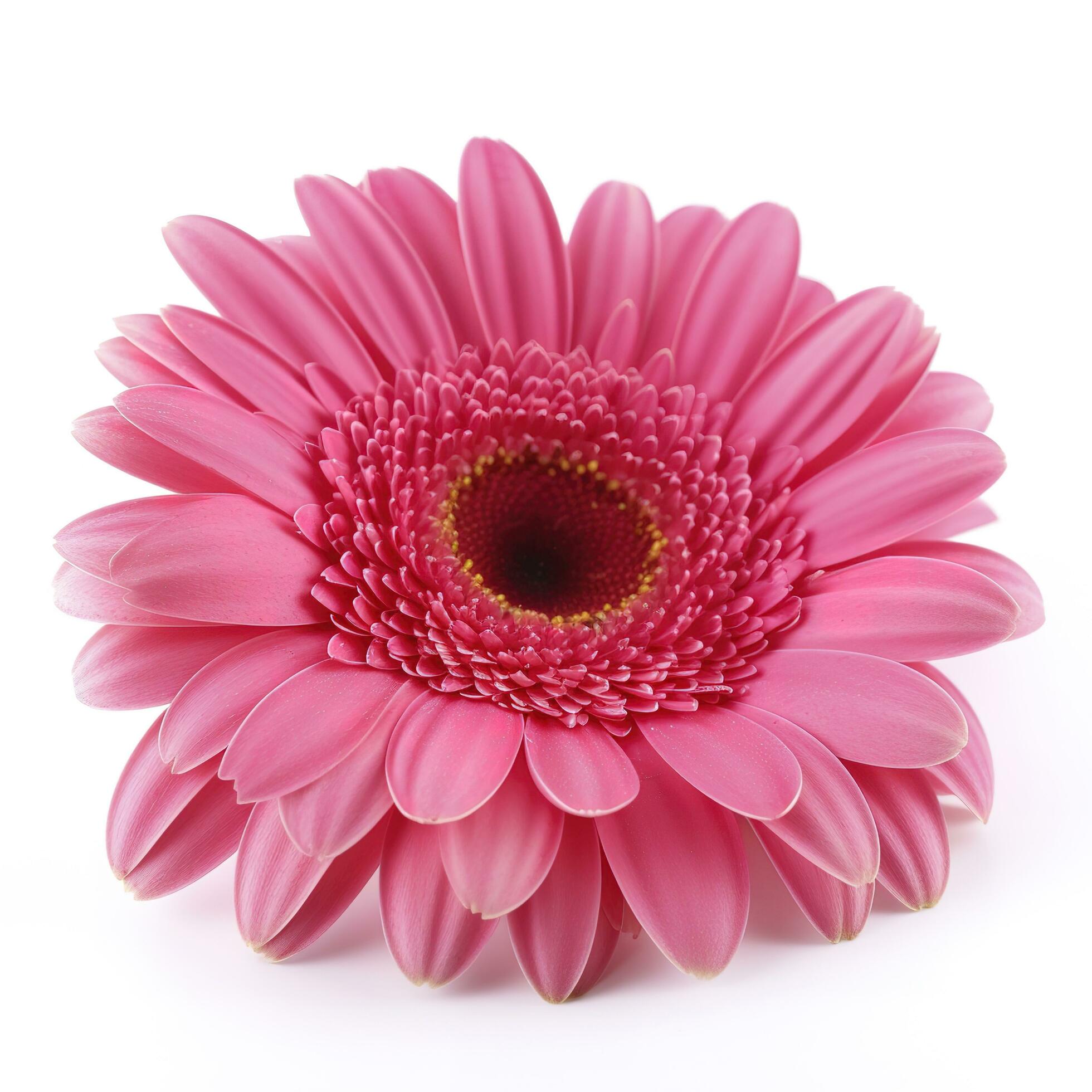 Pink gerbera flower isolated on white background, generate ai Stock Free