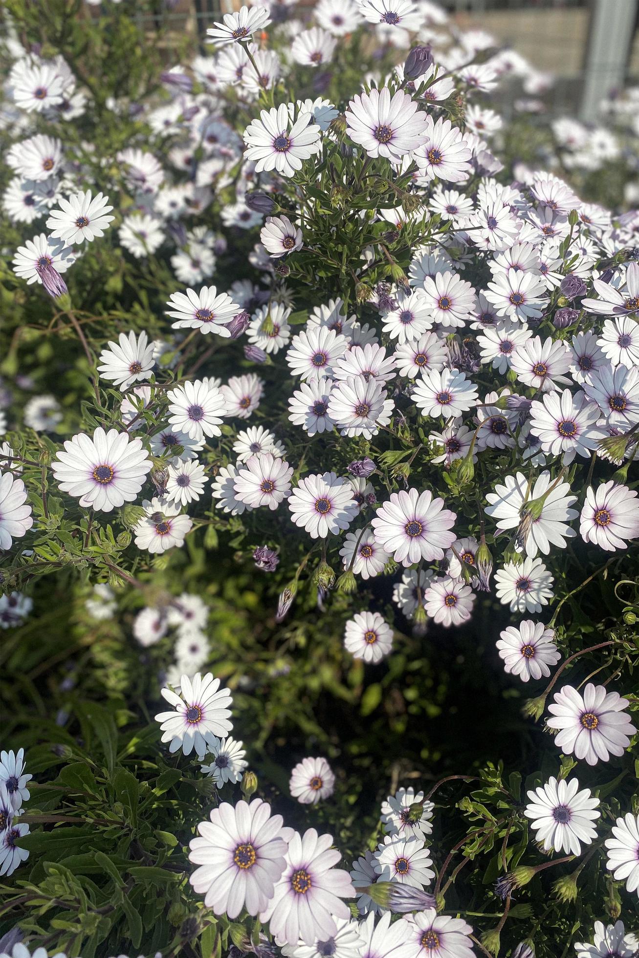 White flowerbed flowers Stock Free