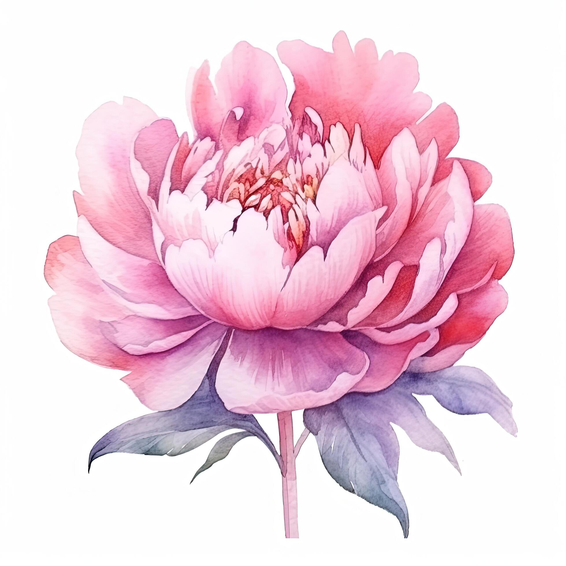 Watercolor beautiful peony flower. Illustration Stock Free