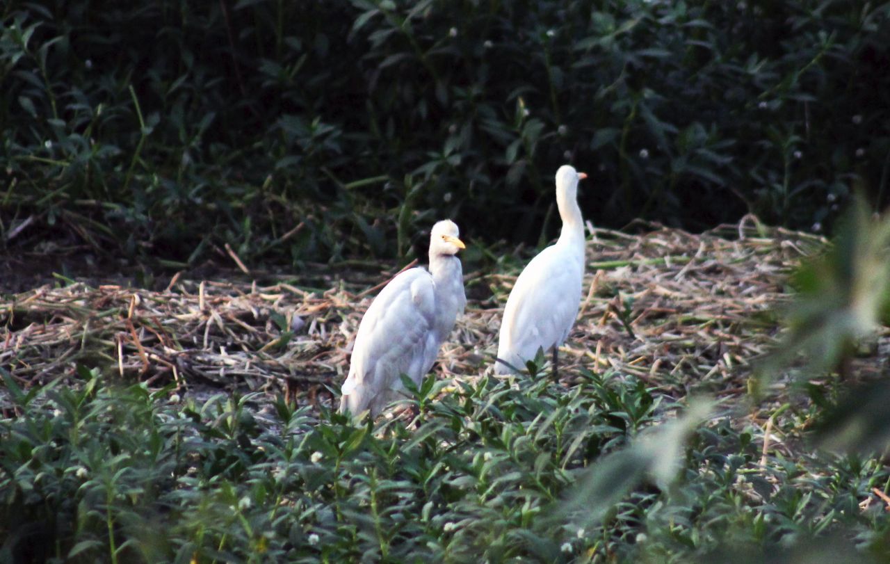 Two White Birds Stock Free