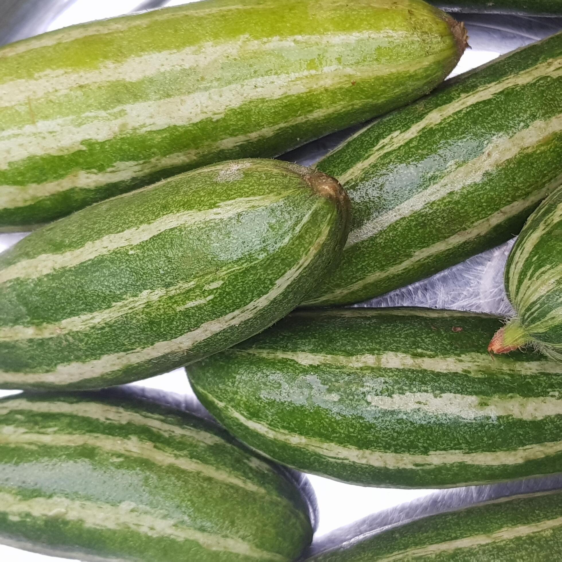 Pointed gourd or potol of indian subcontinent. Vegetables background. Healthy food and lifestyle concept. Stock Free