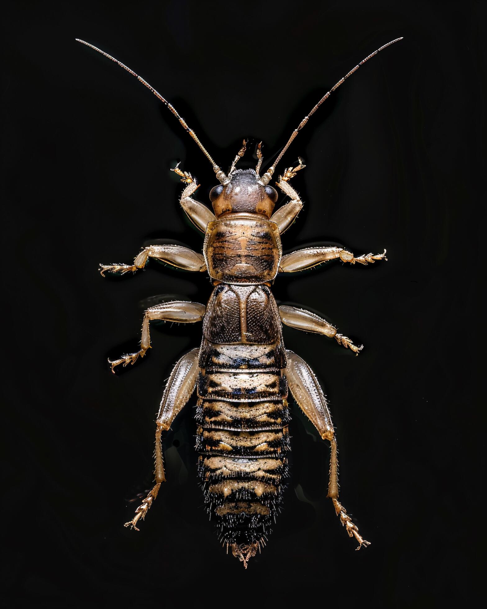 High-Resolution Close-Up Images of Various Insects on Black Background Stock Free