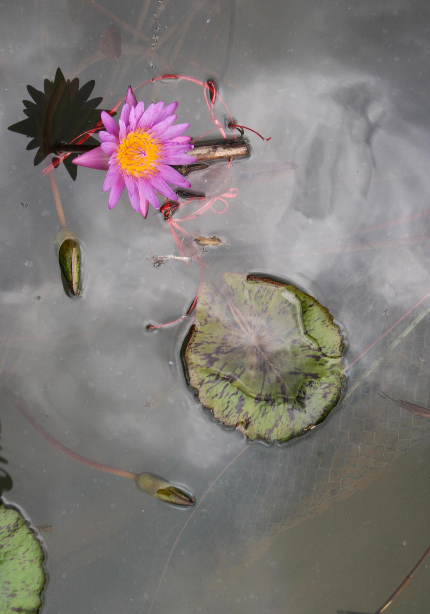 white pink lotus blooming in water green leaves beauty nature in water garden Stock Free