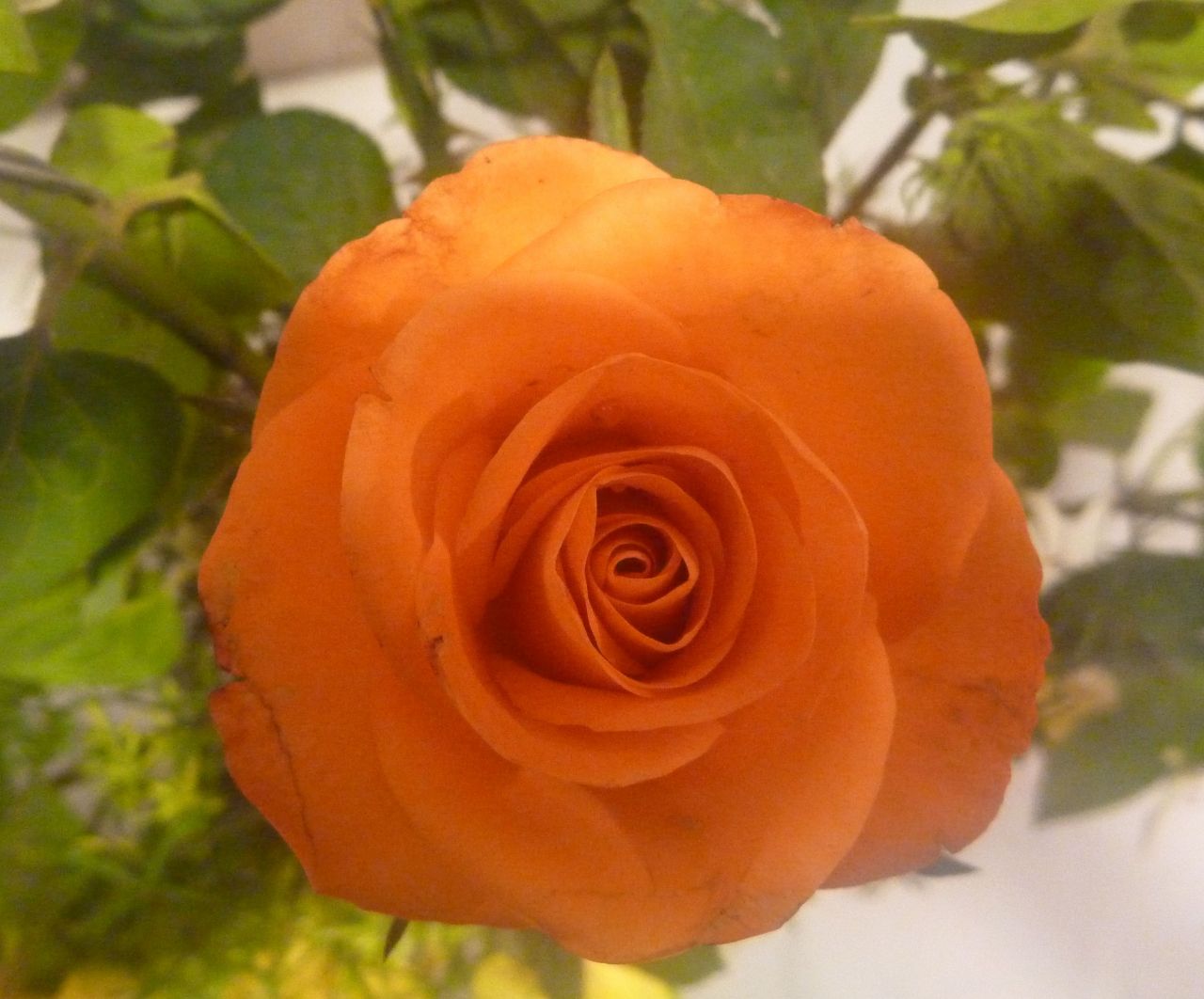 Yellow Orange Rose Stock Free