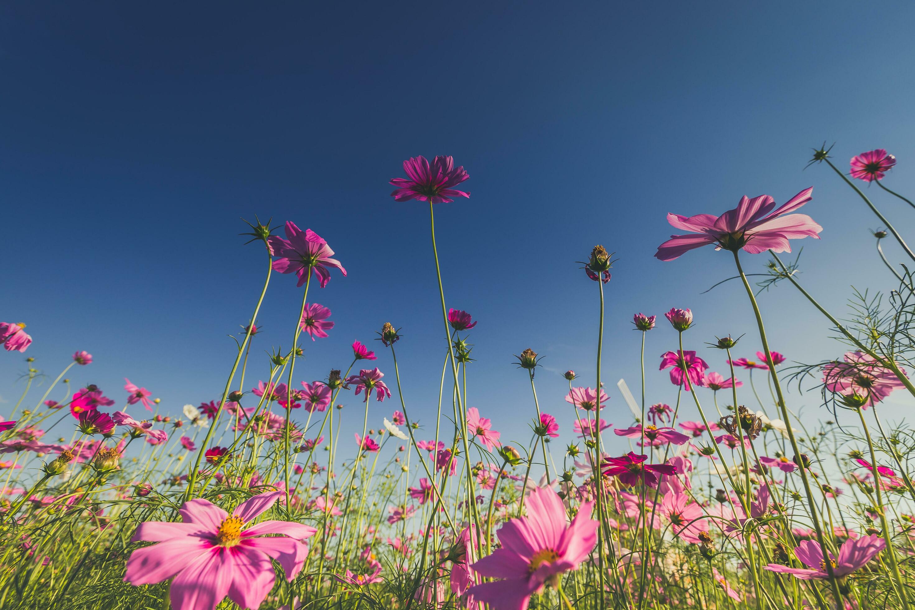 The beautiful cosmos flower in full bloom with sunlight. Stock Free