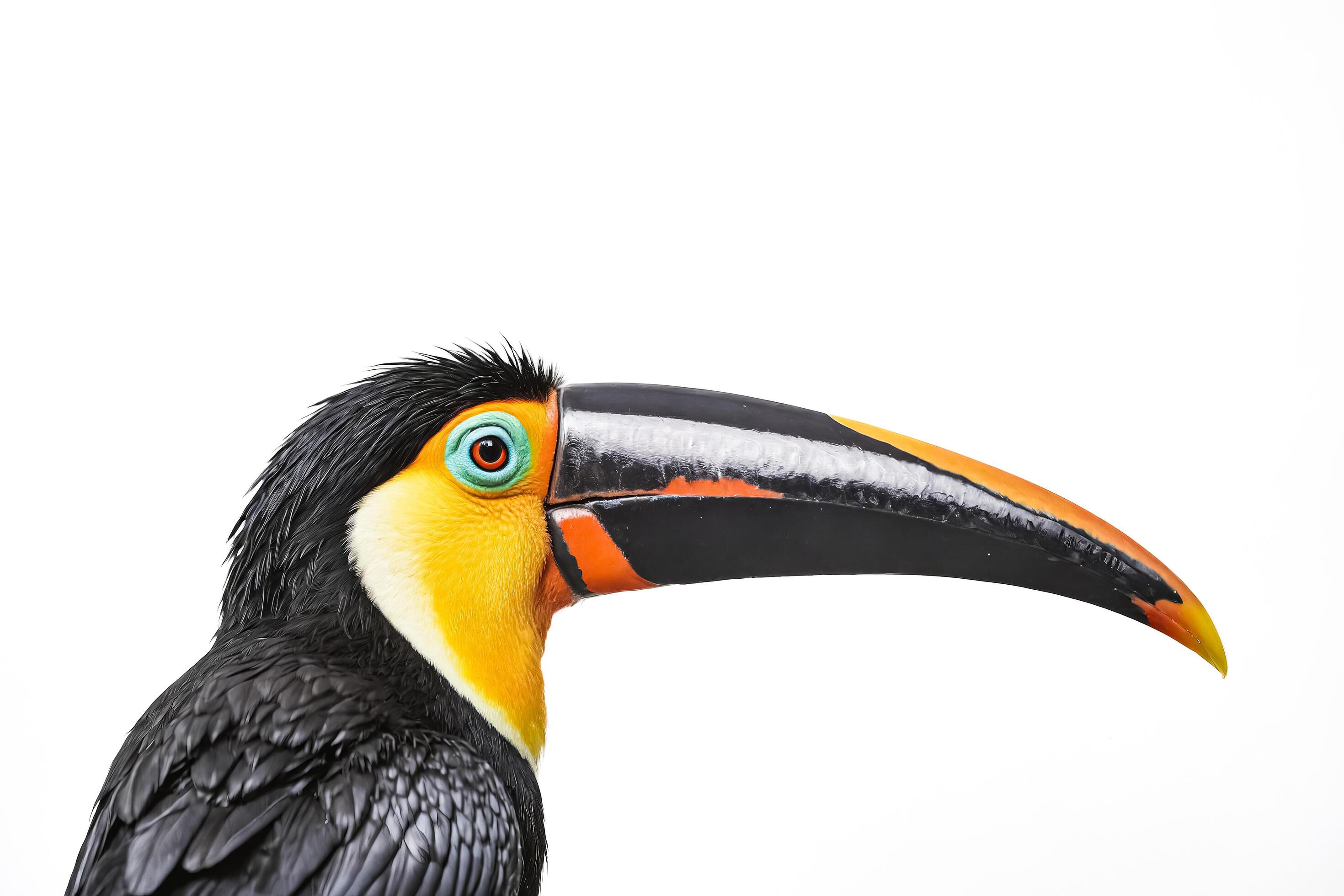 Toucan Profile with White Background Stock Free