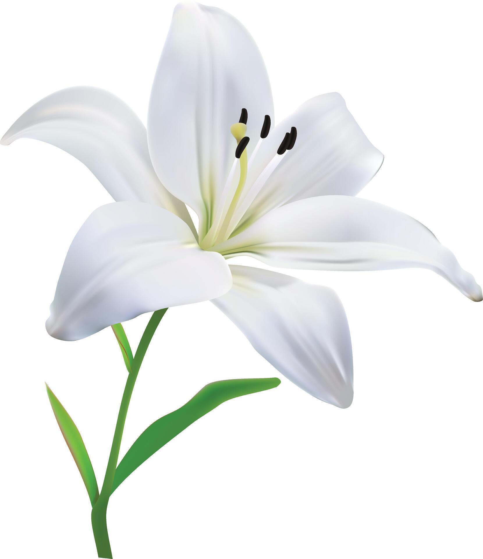 White lily flower isolated. Stock Free