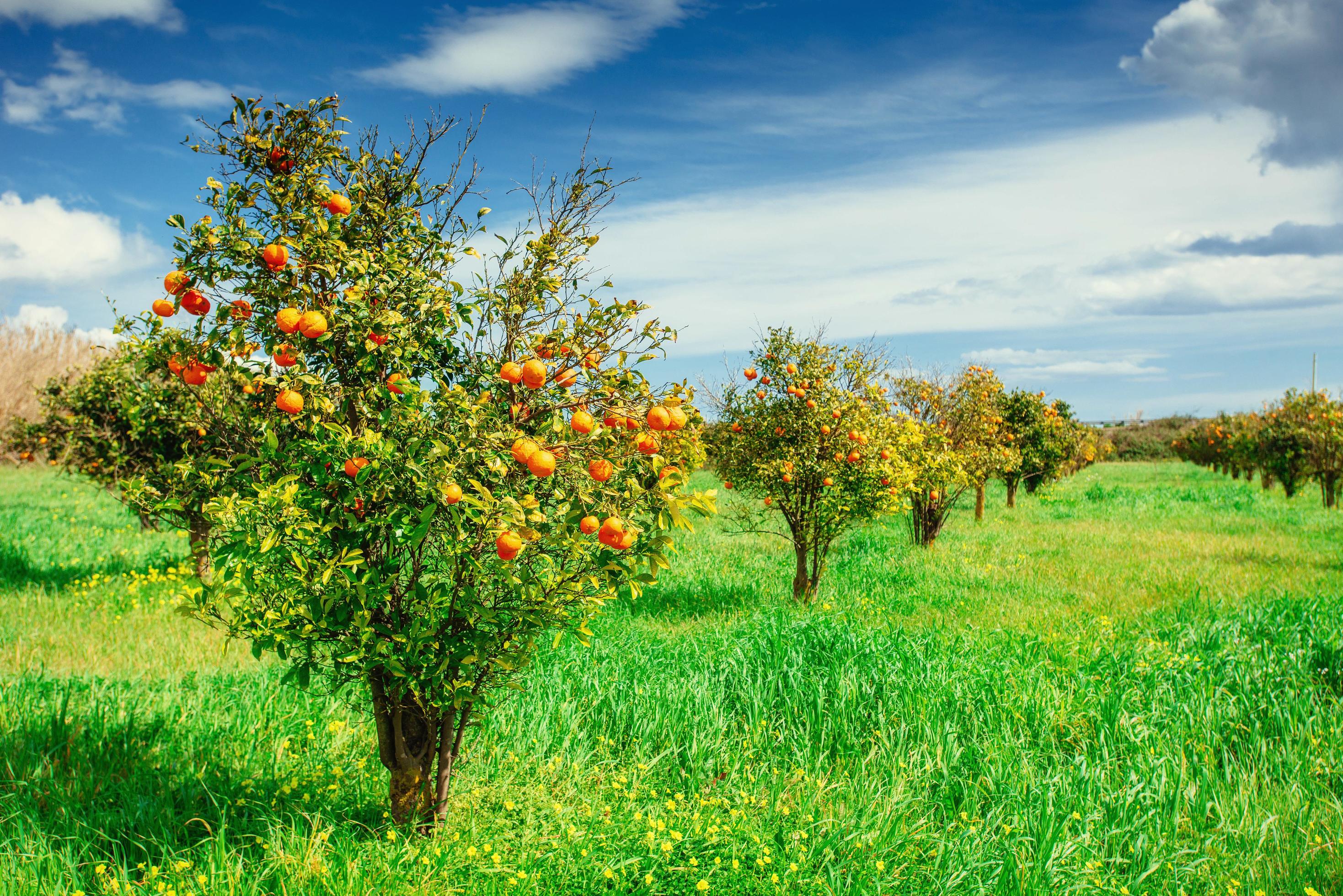 orange trees plantations Stock Free