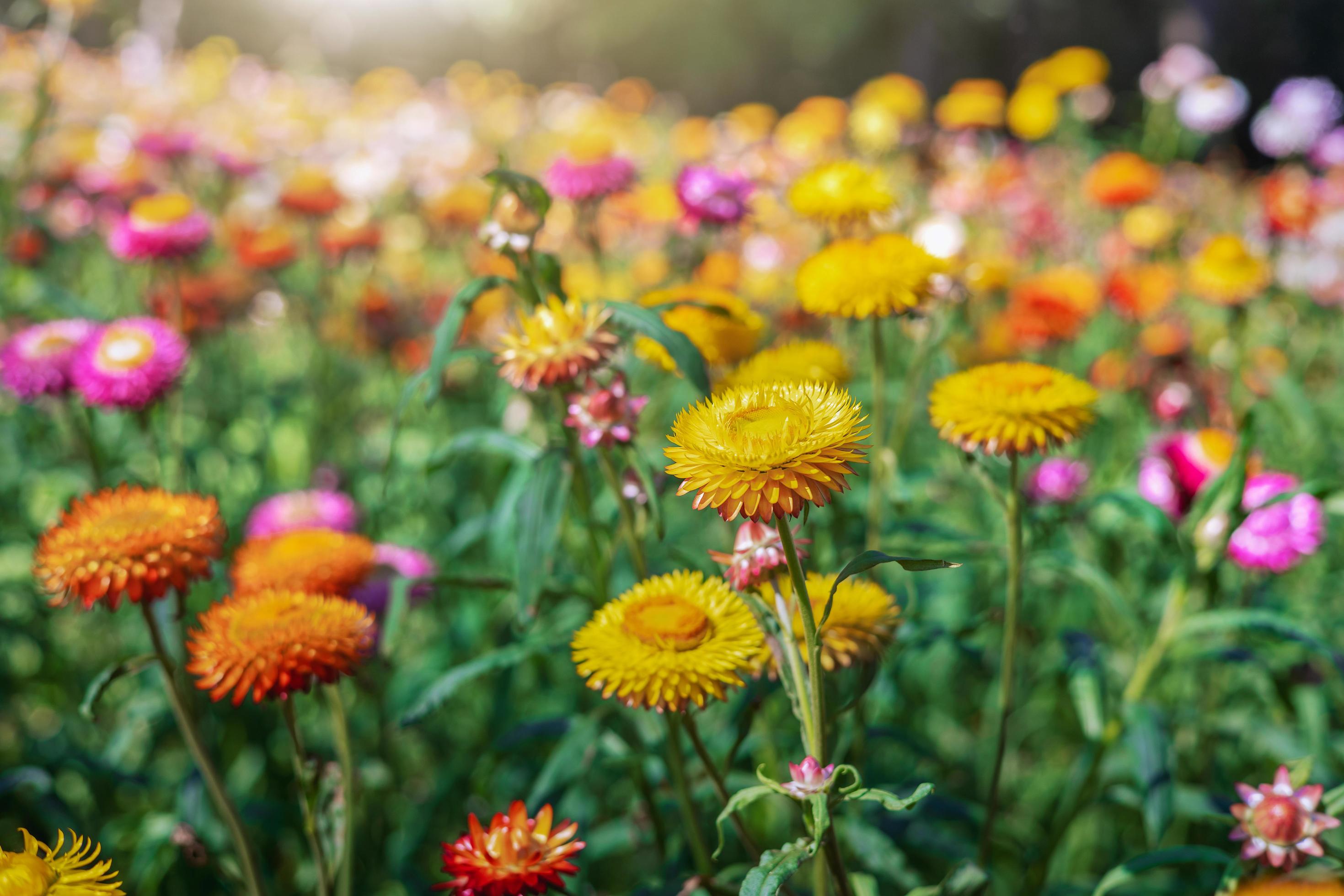 colorful straw flower with sunshine at park Stock Free