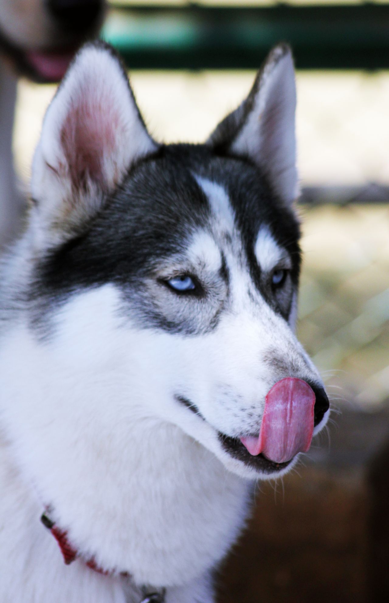 Siberian Husky Face Stock Free