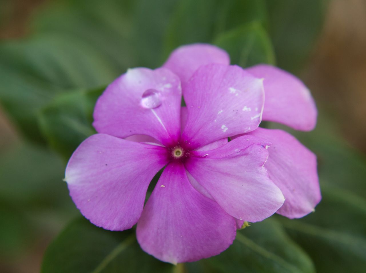 Pink Flower Beauty Stock Free