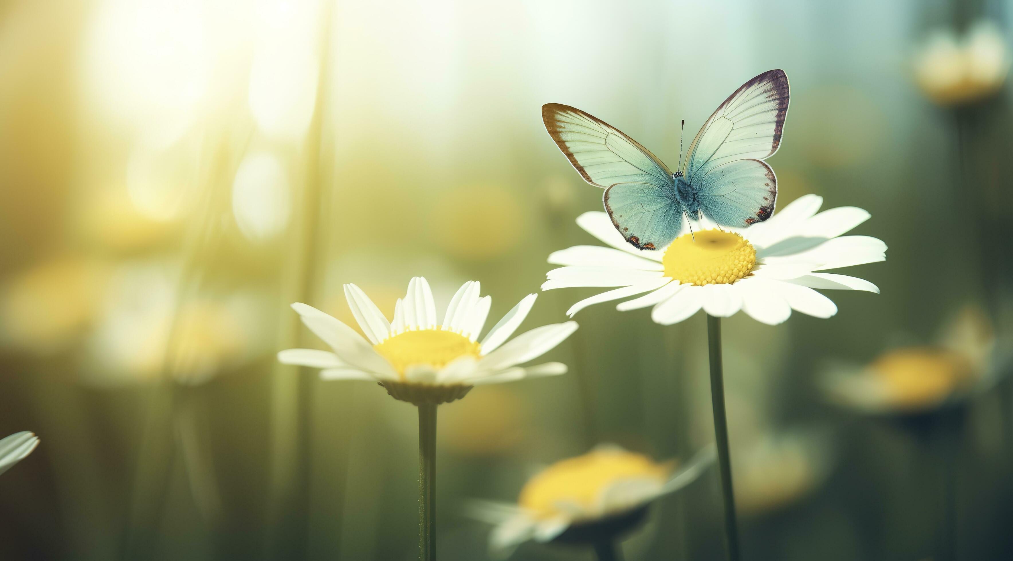 beautiful and colourful butterfly fluttering over the delicate Bellamy flowers daisies on a Sunny summer day, generate ai Stock Free