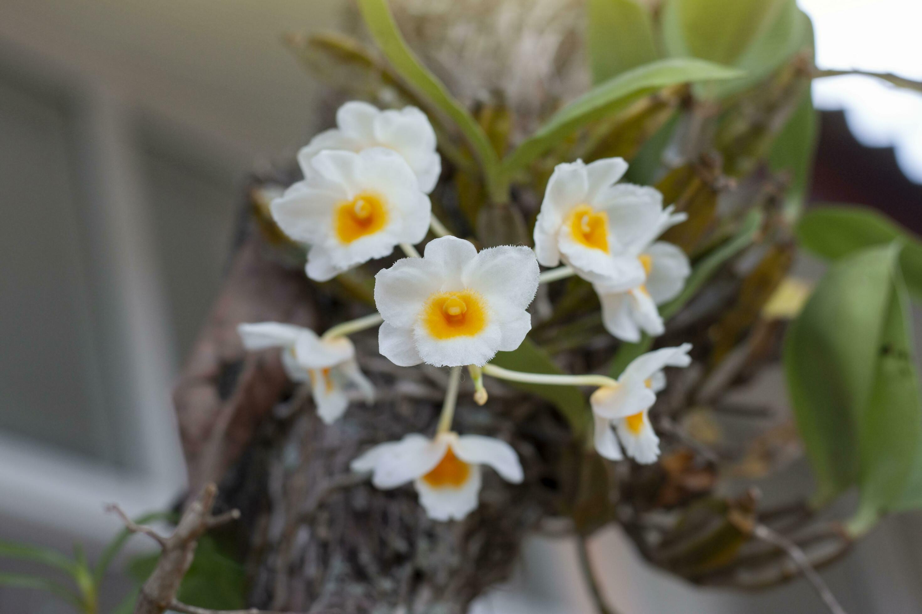 Dendrobium thyrsiflorum is white orchid flower bloom on tree in the garden. Stock Free