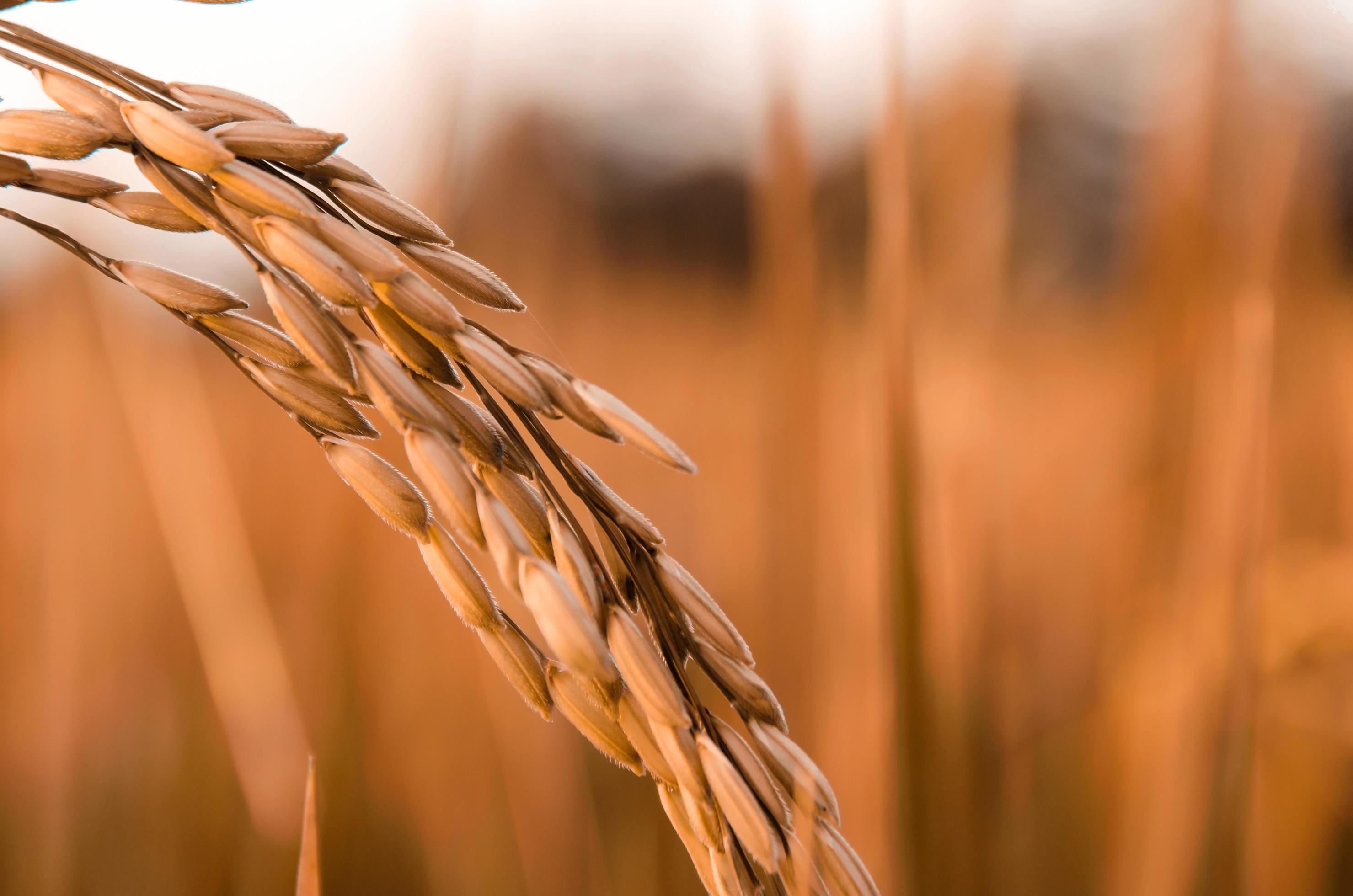 Paddy rice and rice seed in farm, Organic rice field and agriculture. Stock Free