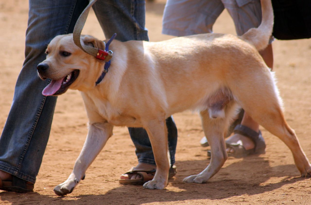 Labrador Cream Golden Stock Free